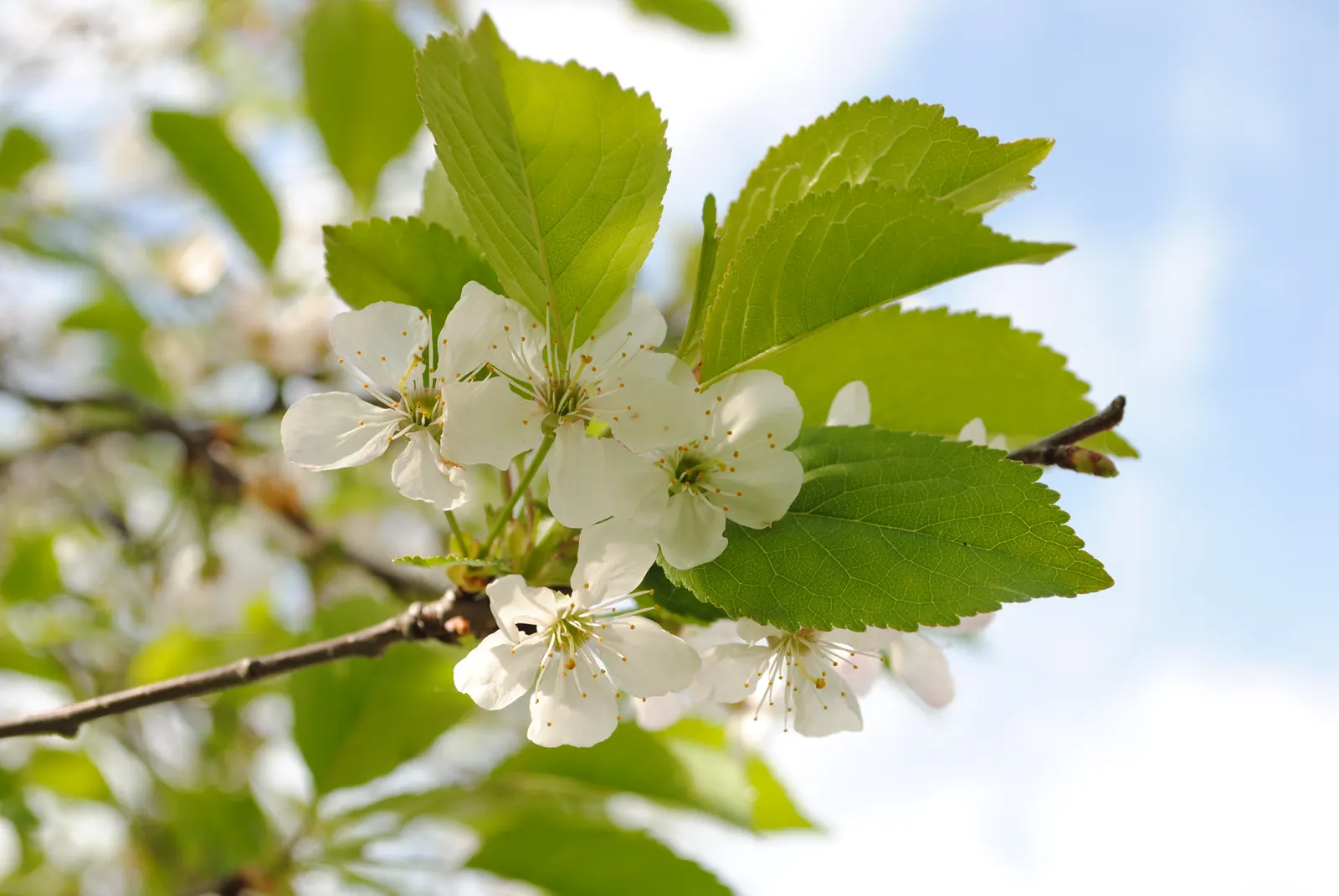 Sweet Cherry (Prunus Avium) — situating it away from walkways and entertainment areas to keep maintenance manageable