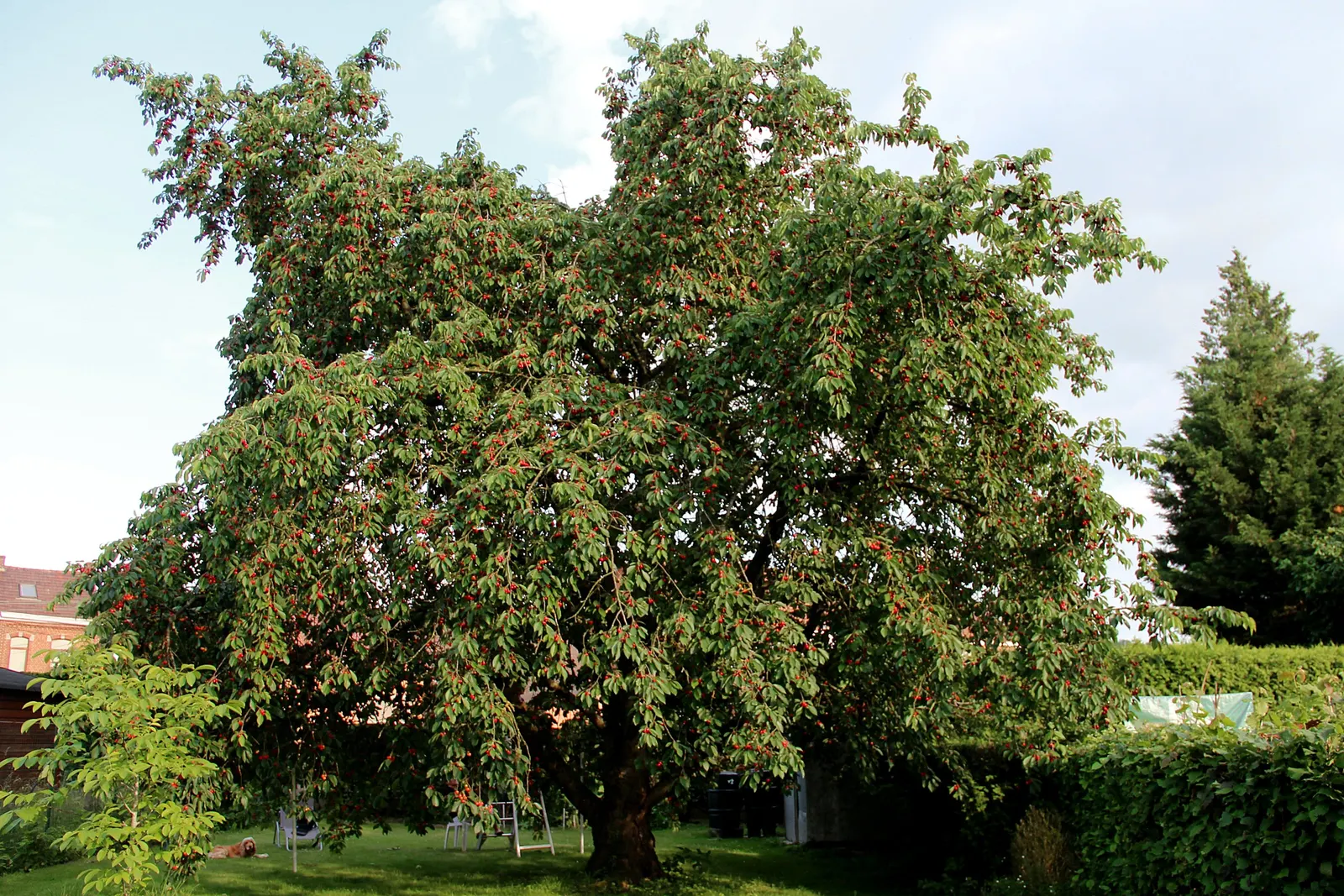 Sweet Cherry (Prunus Avium) — The flowers give way to a bounty of sweet cherries in early to mid-summer; loamy soil and a location that receives, image 106