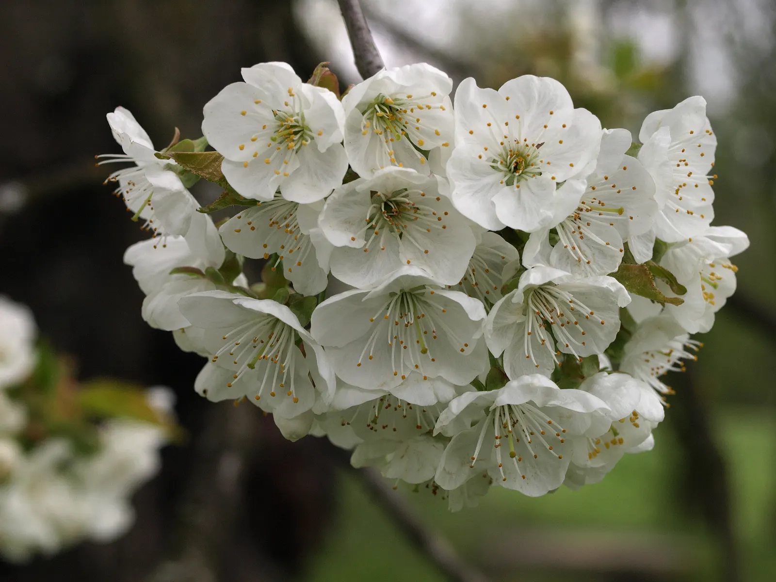 Sweet Cherry (Prunus Avium) — fertile soil with full sun; situating it away from walkways and entertainment areas to keep maintenance manageable, image 124