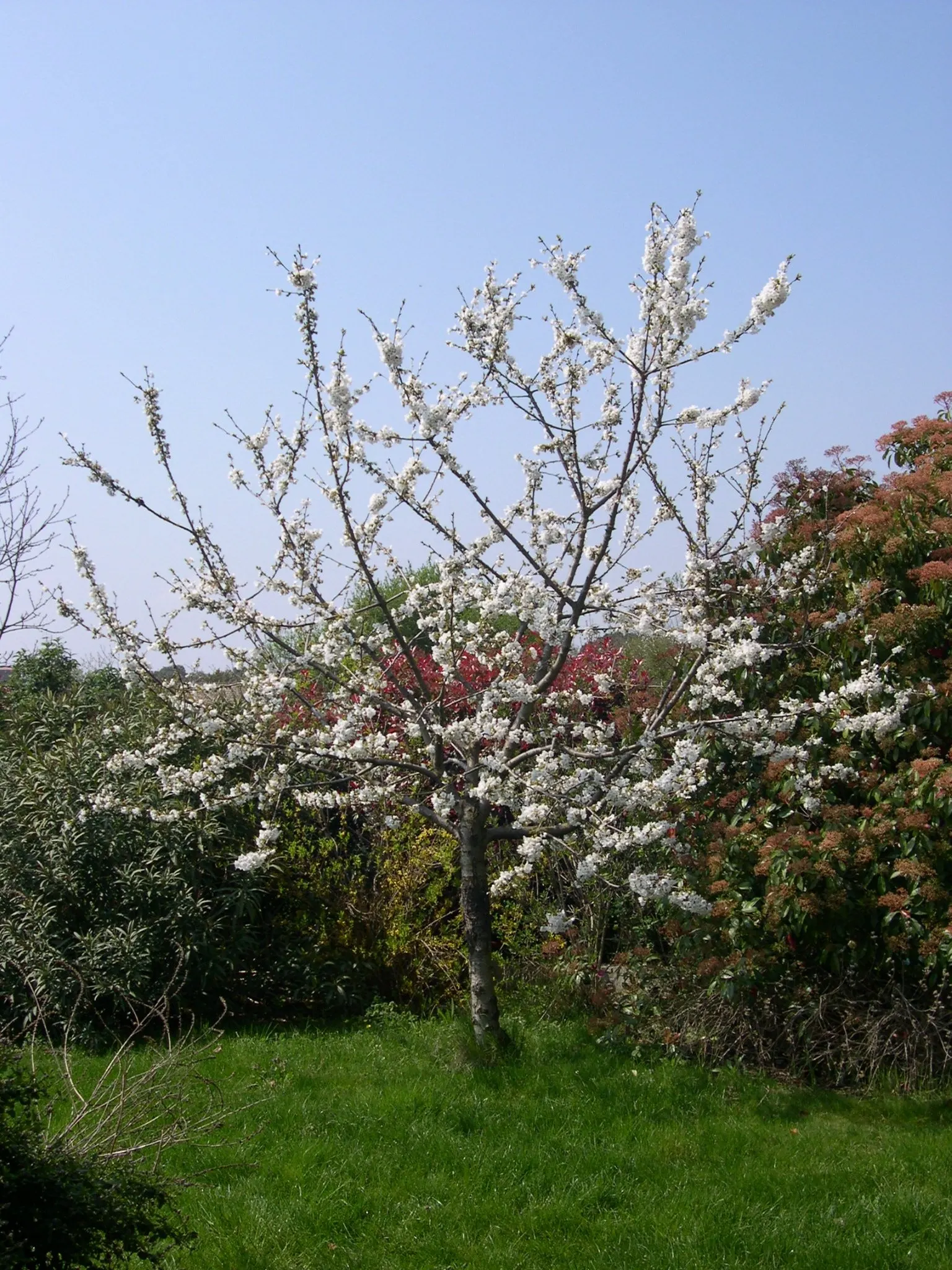 Sweet Cherry (Prunus Avium) — The flowers give way to a bounty of sweet cherries in early to mid-summer; loamy soil and a location that receives full sun