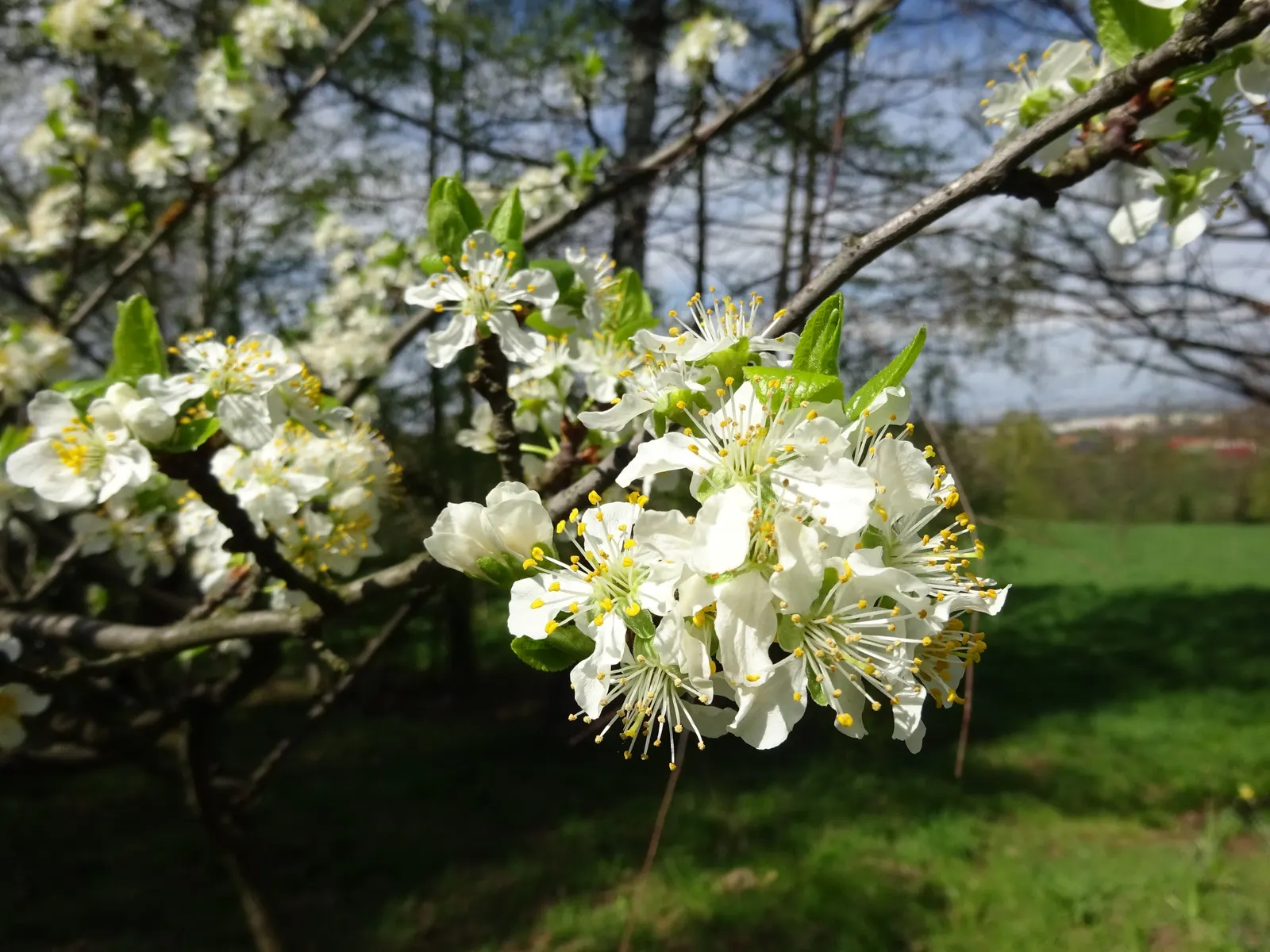Sweet Cherry (Prunus Avium) — commonly referred to as the Sweet Cherry