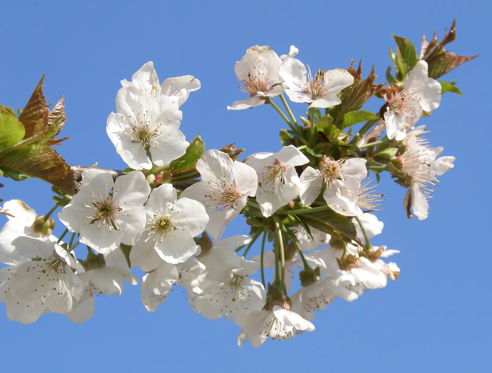 Sweet Cherry (Prunus Avium) — commonly referred to as the Sweet Cherry; the flowers give way to a bounty of sweet cherries in early to mid-summer