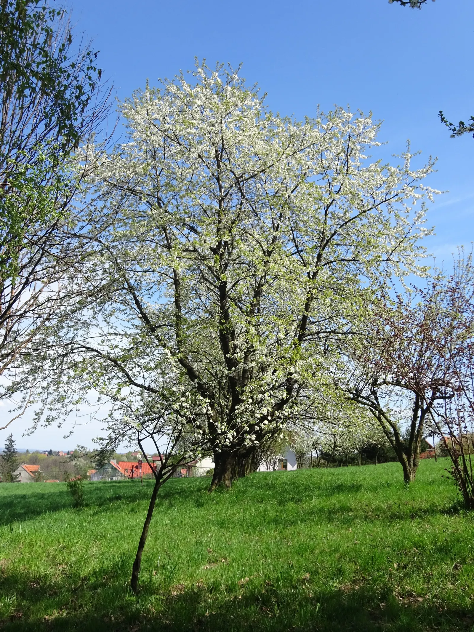 Sweet Cherry (Prunus Avium) — Ideal for zones 5 to 7, it requires regular watering and occasional pruning to maintain health and shape; mature specimens can