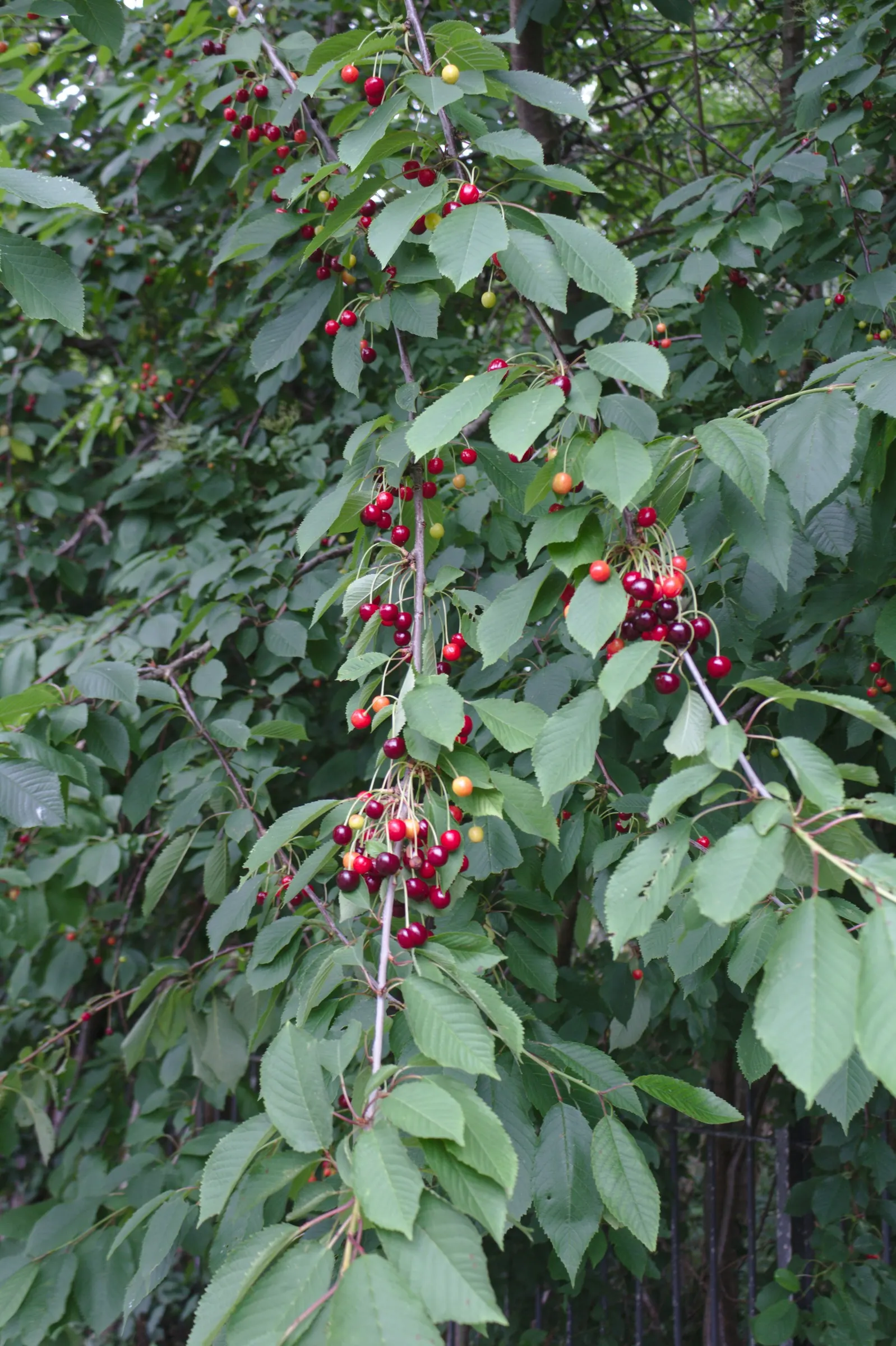 Sweet Cherry (Prunus Avium) — Regular pruning will encourage a strong structure and enhance fruit production