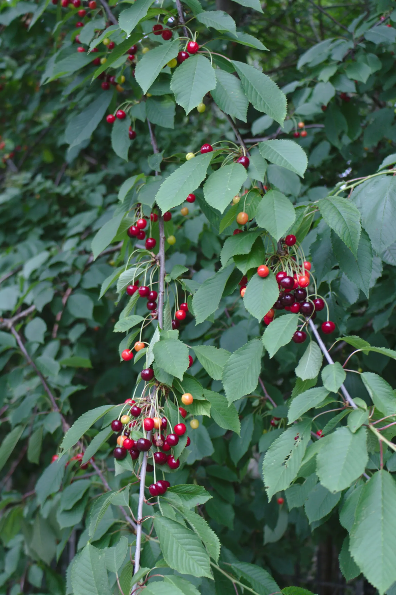 Sweet Cherry (Prunus Avium) — Reaching heights of 15 to 30 feet; this species features a smooth