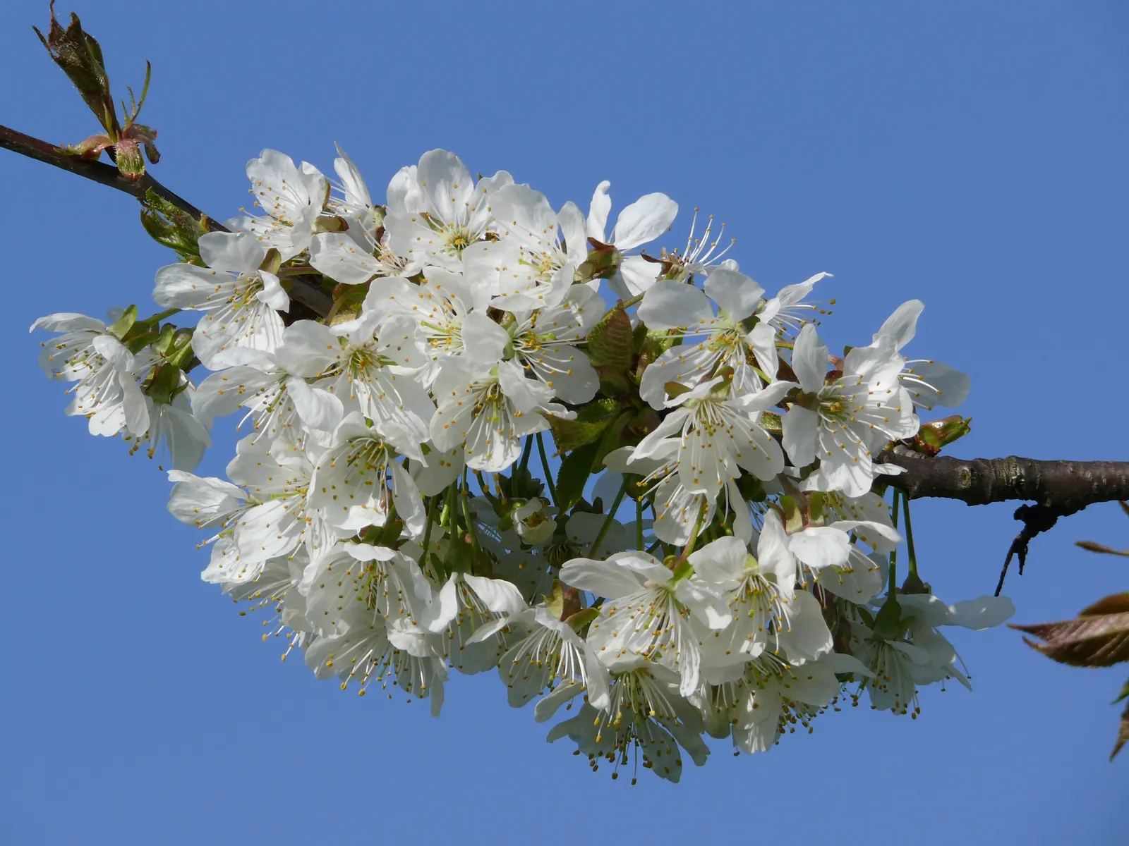 Sweet Cherry (Prunus Avium) — tree with white blooms; which is at least 6 hours of direct