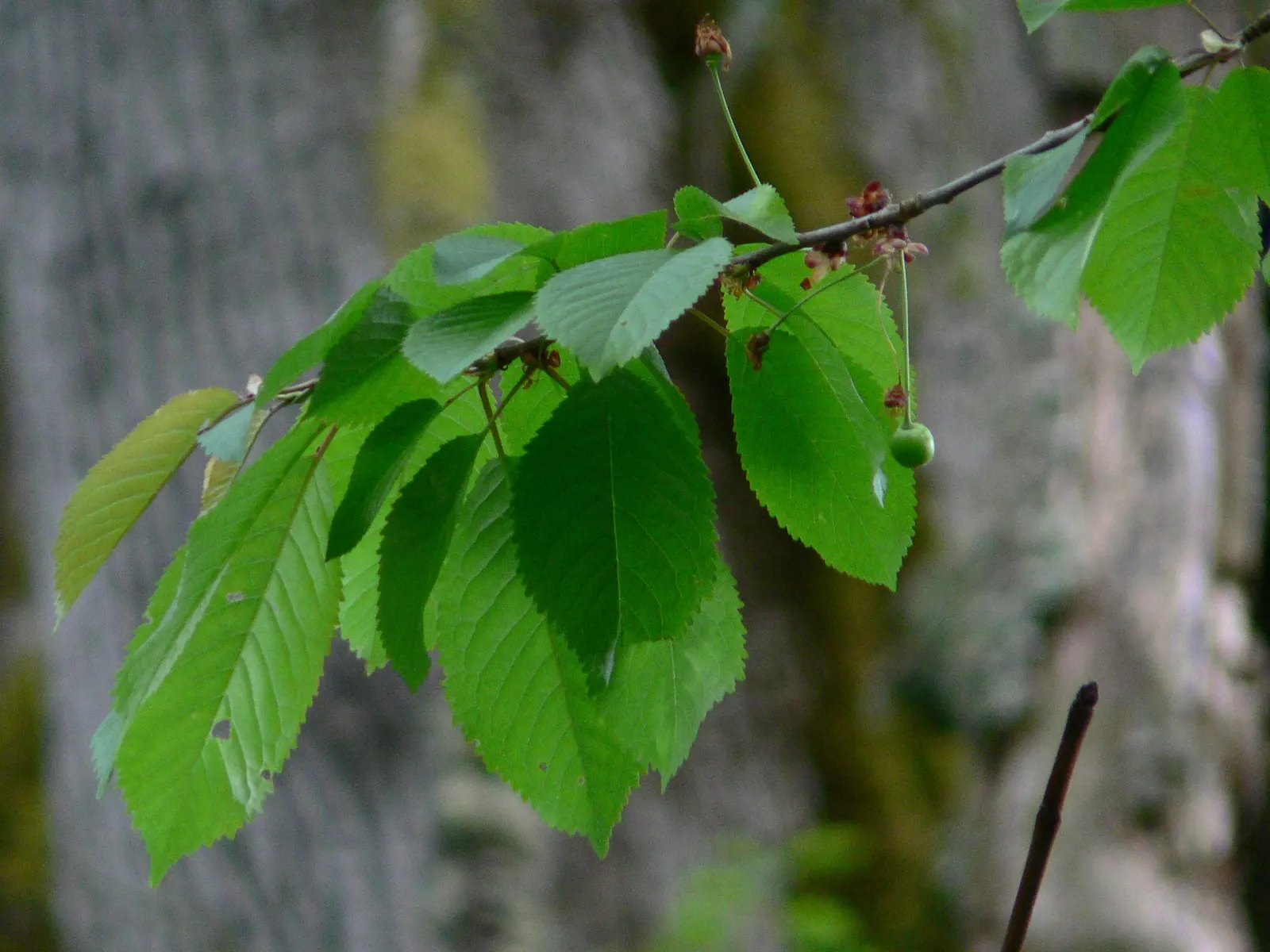 Sweet Cherry (Prunus Avium) — It's moderately frost-resistant and fares best in USDA hardiness zones 5 through 7; prunus avium, or Sweet Cherry, is a deciduous