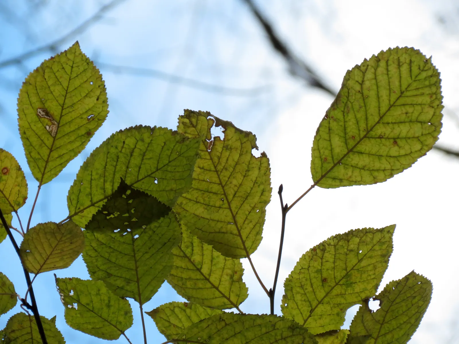 Sweet Cherry (Prunus Avium) — ensuring that the Sweet Cherry remains a centerpiece in the garden for years to come