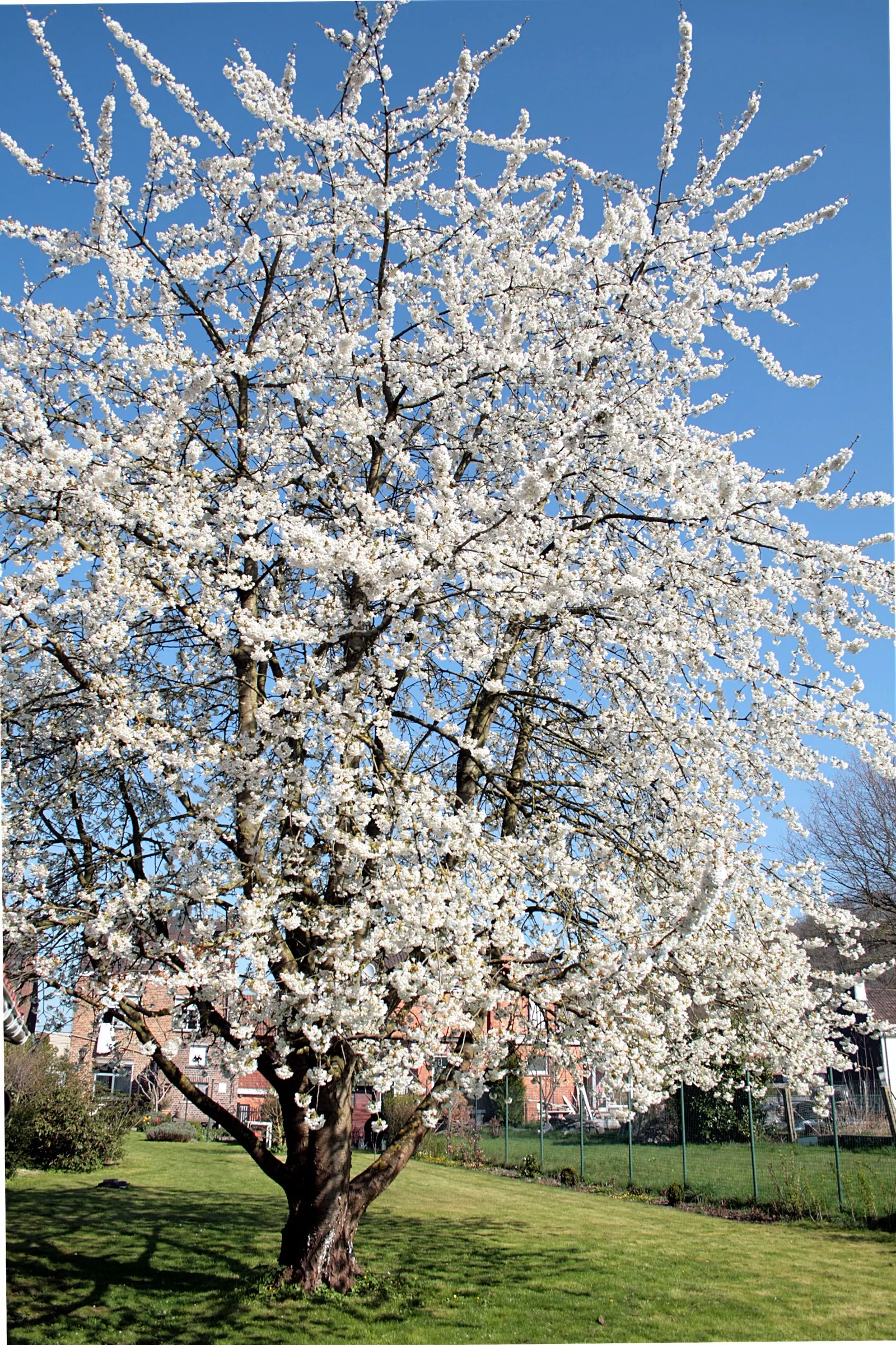 Sweet Cherry (Prunus Avium) — Reaching heights of 15 to 30 feet; this species features a smooth, image 122