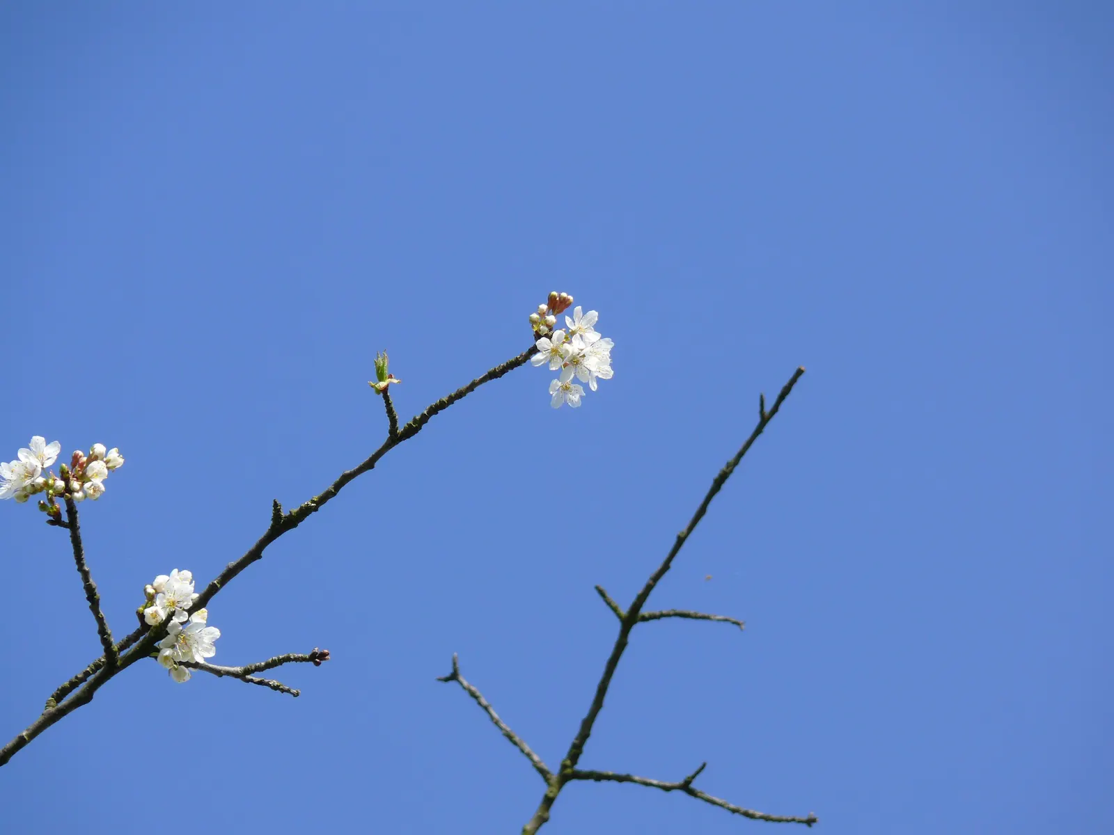 Sweet Cherry (Prunus Avium) — commonly referred to as the Sweet Cherry; the flowers give way to a bounty of sweet cherries in early to mid-summer, image 97