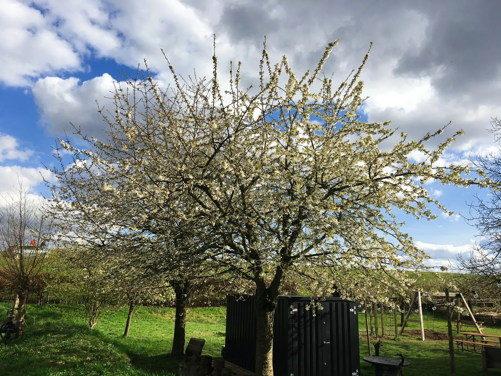 Sweet Cherry (Prunus Avium) — When planning a landscape