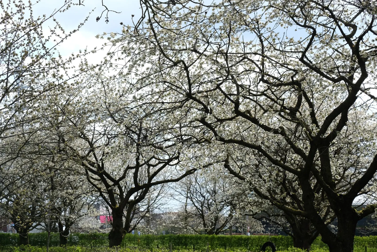 Sweet Cherry (Prunus Avium) — is a deciduous tree that brings a beautiful and fruitful addition to any landscape; when planning a landscape