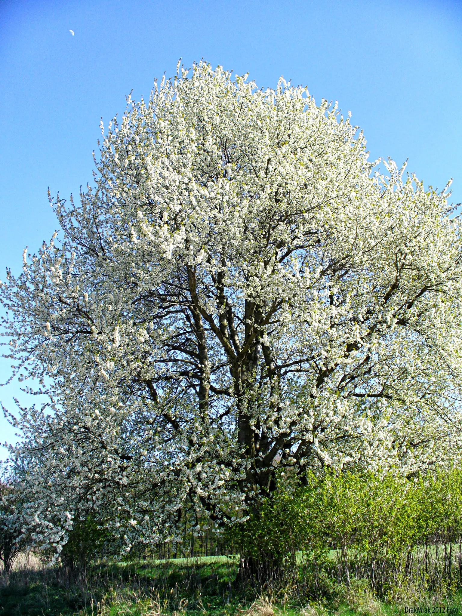 Sweet Cherry (Prunus Avium) — It's moderately frost-resistant and fares best in USDA hardiness zones 5 through 7; prunus avium, or Sweet Cherry, is, image 112