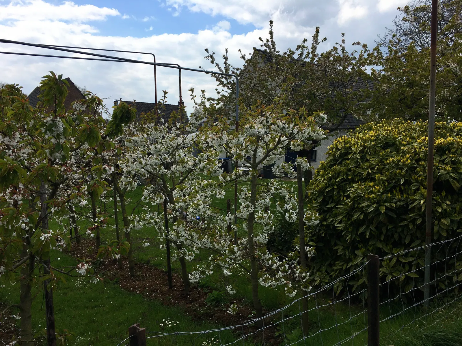 Sweet Cherry (Prunus Avium) — is a deciduous tree that brings a beautiful and fruitful addition to any landscape; when planning a landscape, image 68