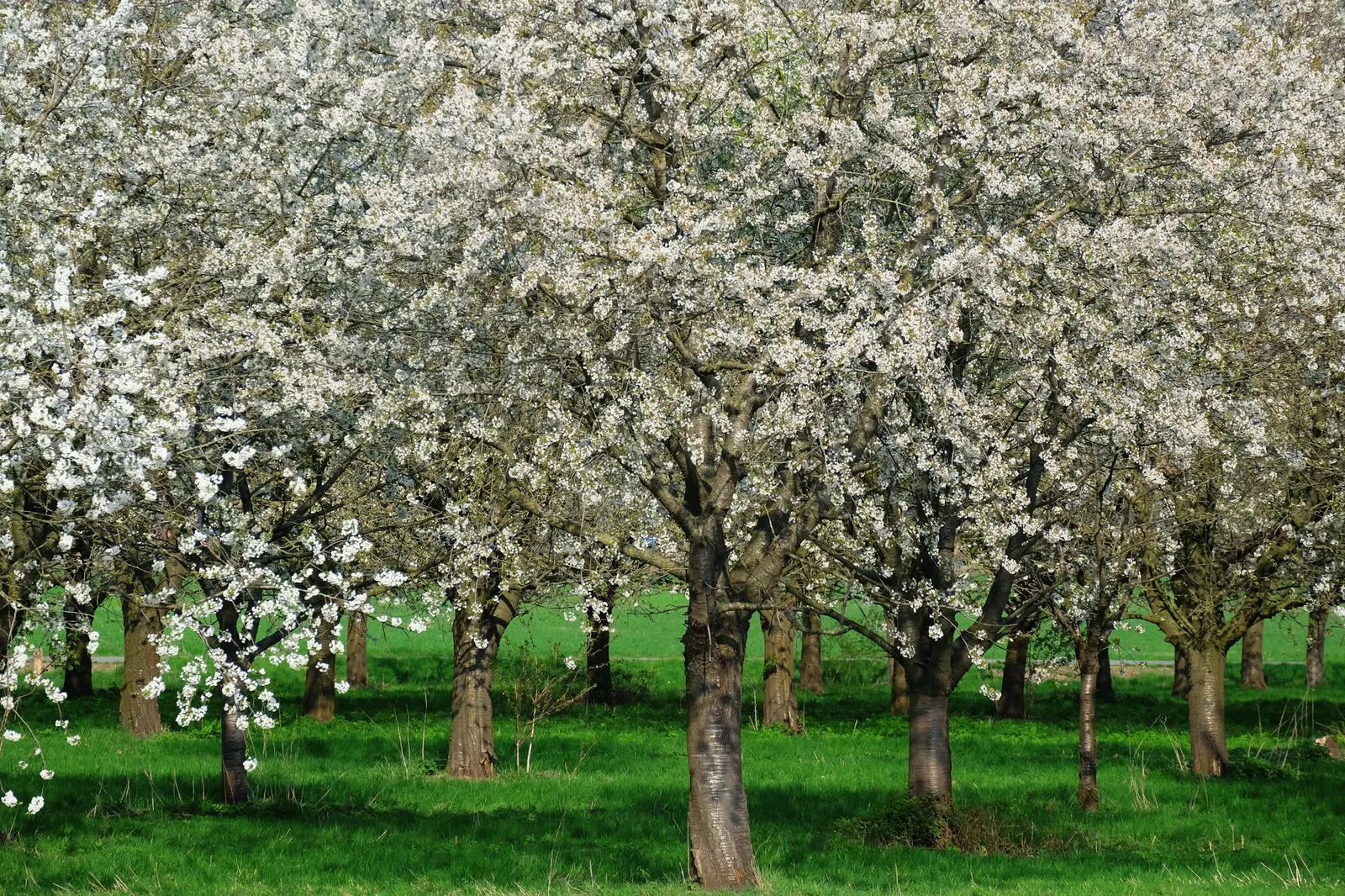 Sweet Cherry (Prunus Avium) — reddish-brown bark which is marked with horizontal lenticels