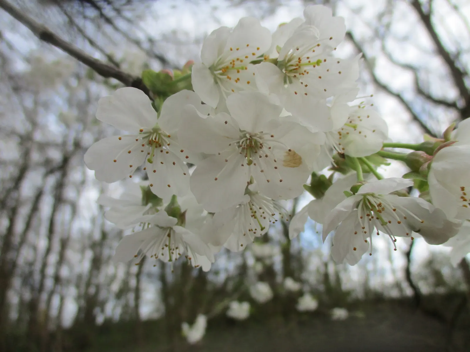 Sweet Cherry (Prunus Avium) — fertile soil with full sun; situating it away from walkways and entertainment areas to keep maintenance manageable, image 94