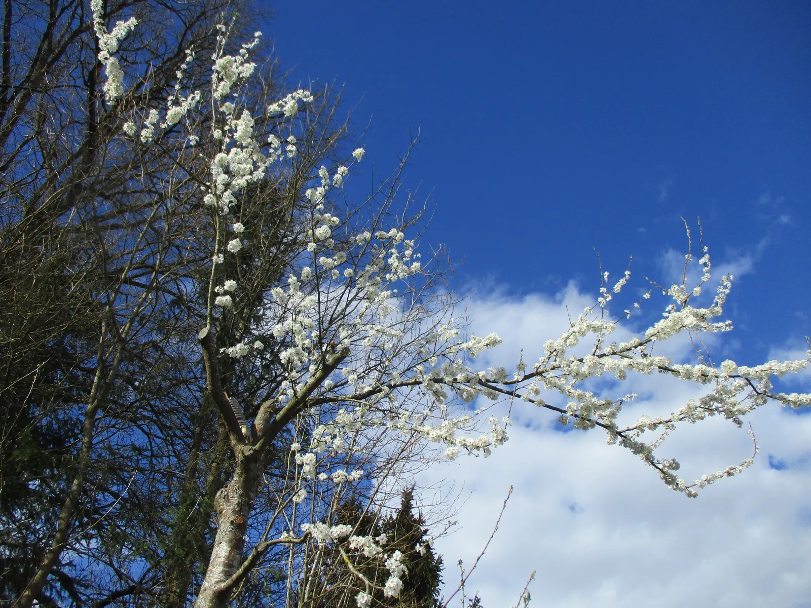 Sweet Cherry (Prunus Avium) — This species features a smooth; the Sweet Cherry is covered in clusters of white blossoms, image 101