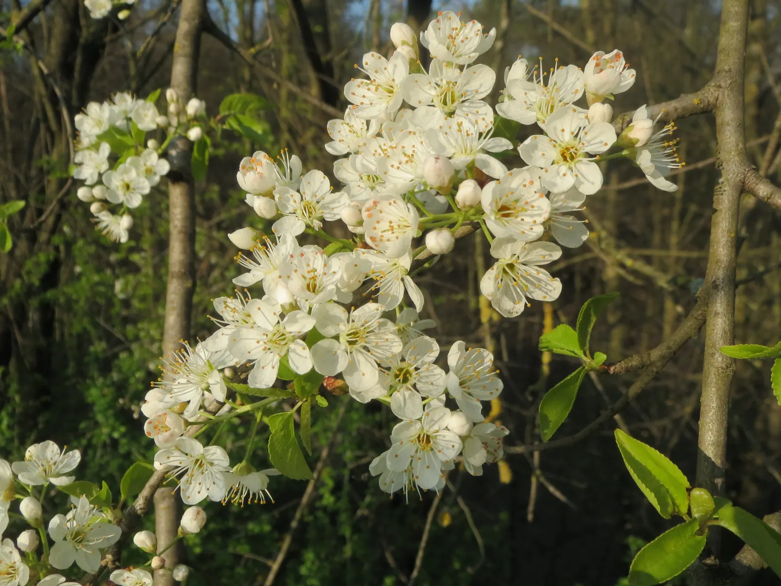 Sweet Cherry (Prunus Avium) — commonly referred to as the Sweet Cherry; the flowers give way to a bounty of sweet cherries in early to mid-summer, image 67