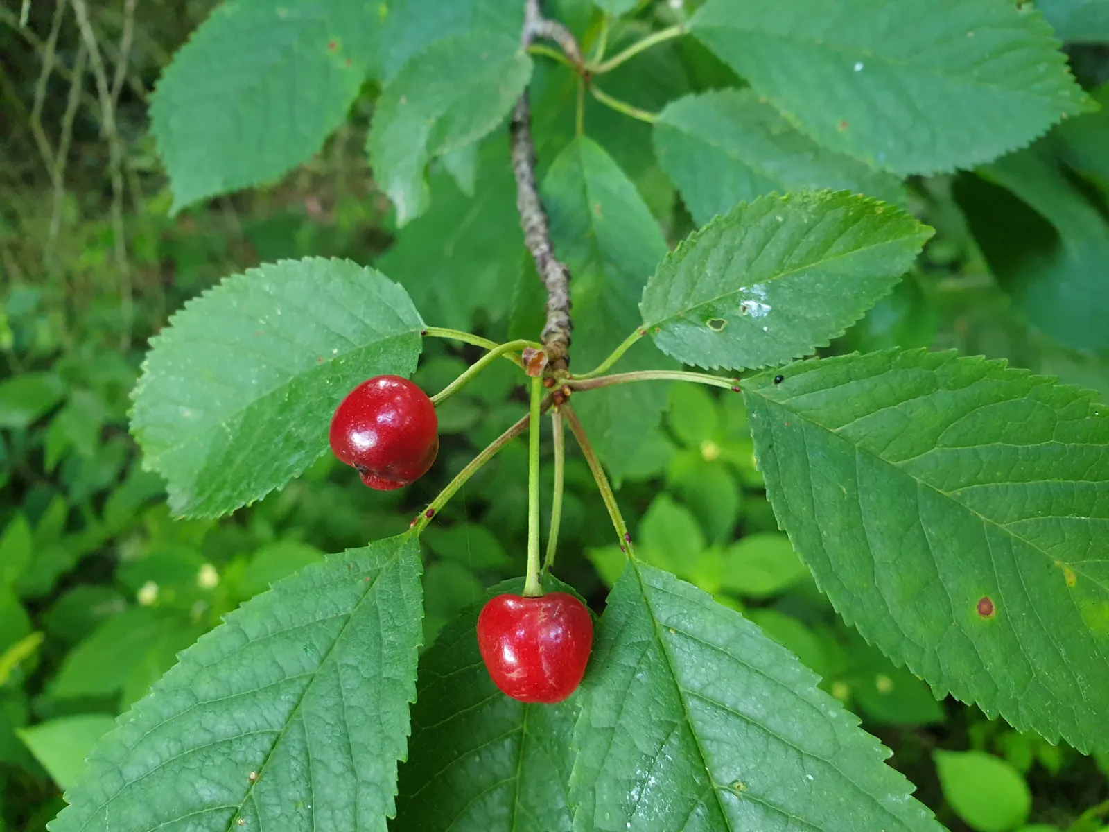 Sweet Cherry (Prunus Avium) — bear in mind its mature size and potential for fruit drop; which not only add a profusion of color but also beckon, image 114