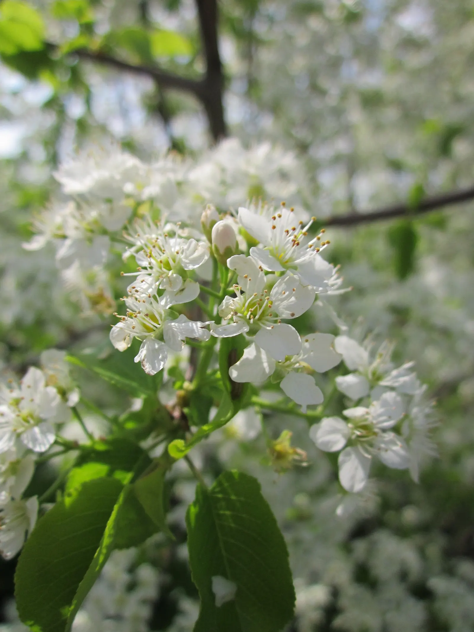 Sweet Cherry (Prunus Avium) — white flowers in the garden