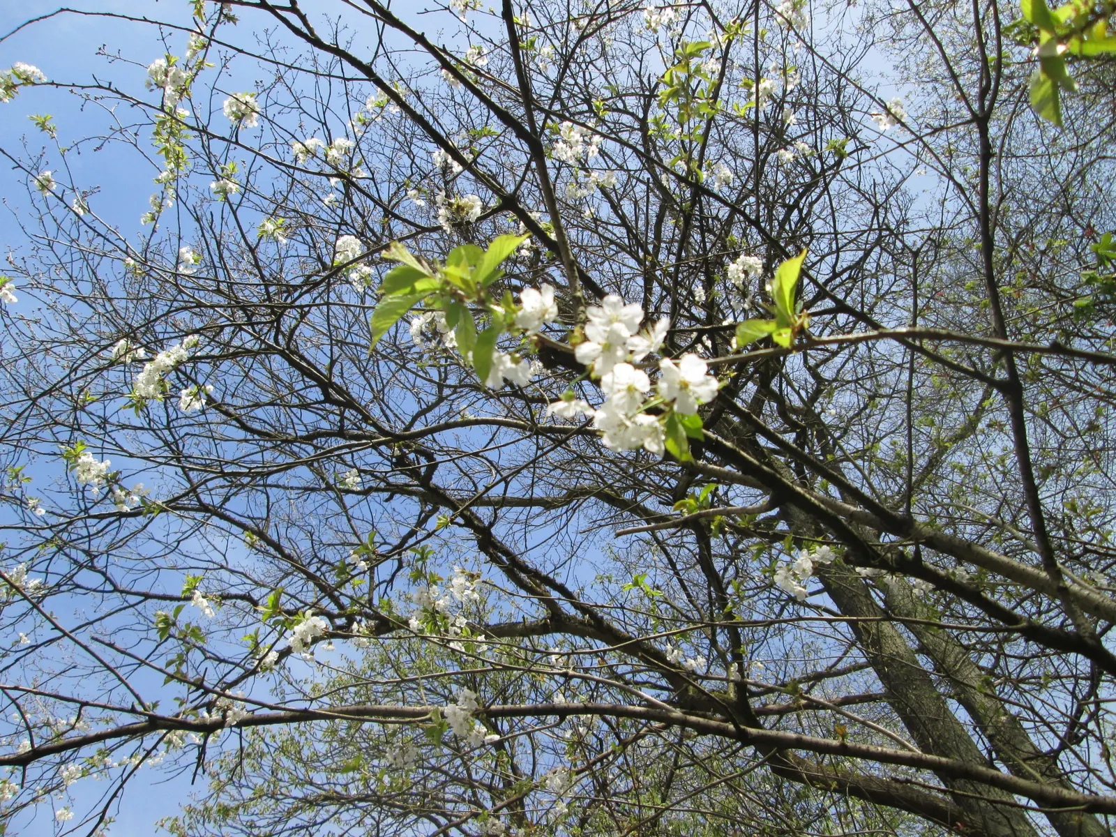 Sweet Cherry (Prunus Avium) — unfiltered sunlight daily; bear in mind its mature size and potential for fruit drop, image 111
