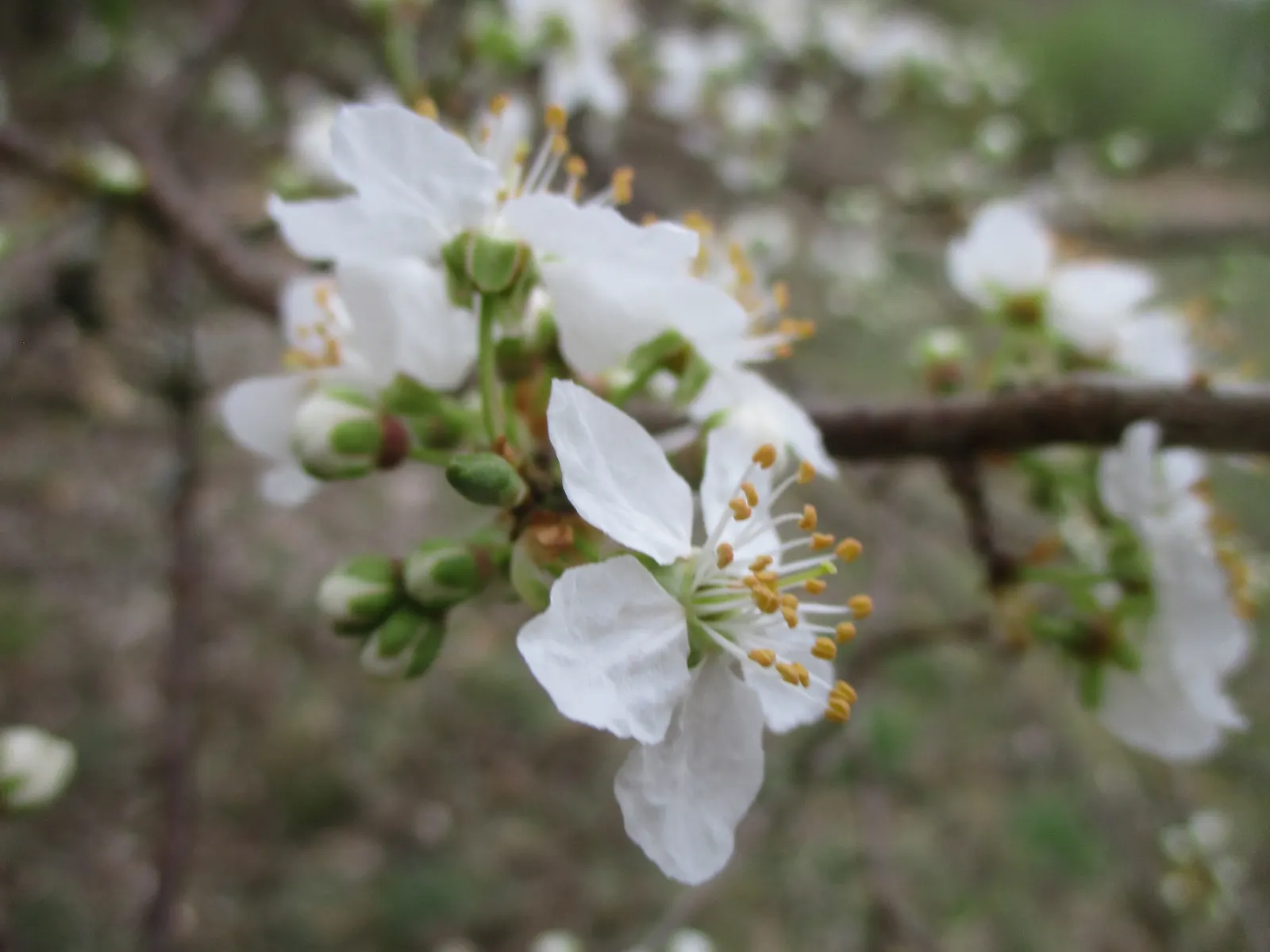 Sweet Cherry (Prunus Avium) — giving it an attractive texture year-round.<br><br>Come spring; white flowers in the garden