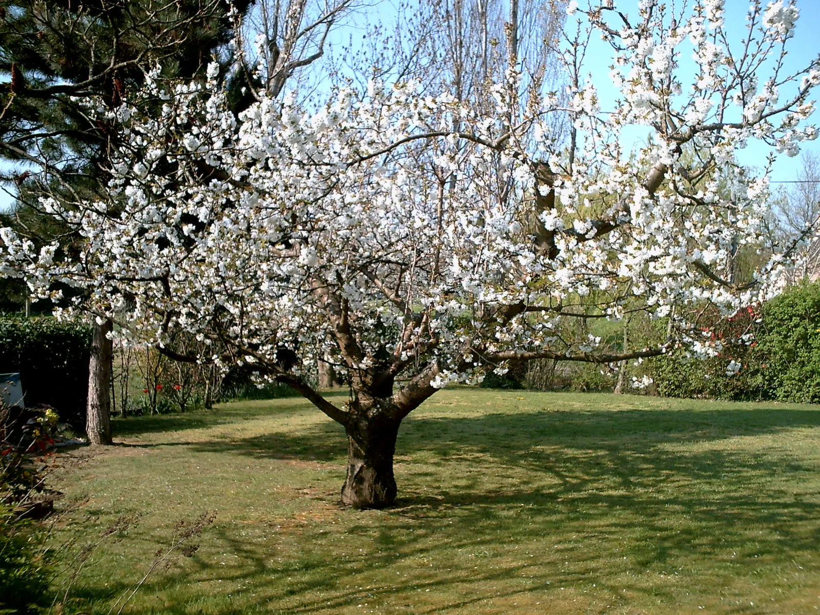 Sweet Cherry (Prunus Avium) — Reaching heights of 15 to 30 feet