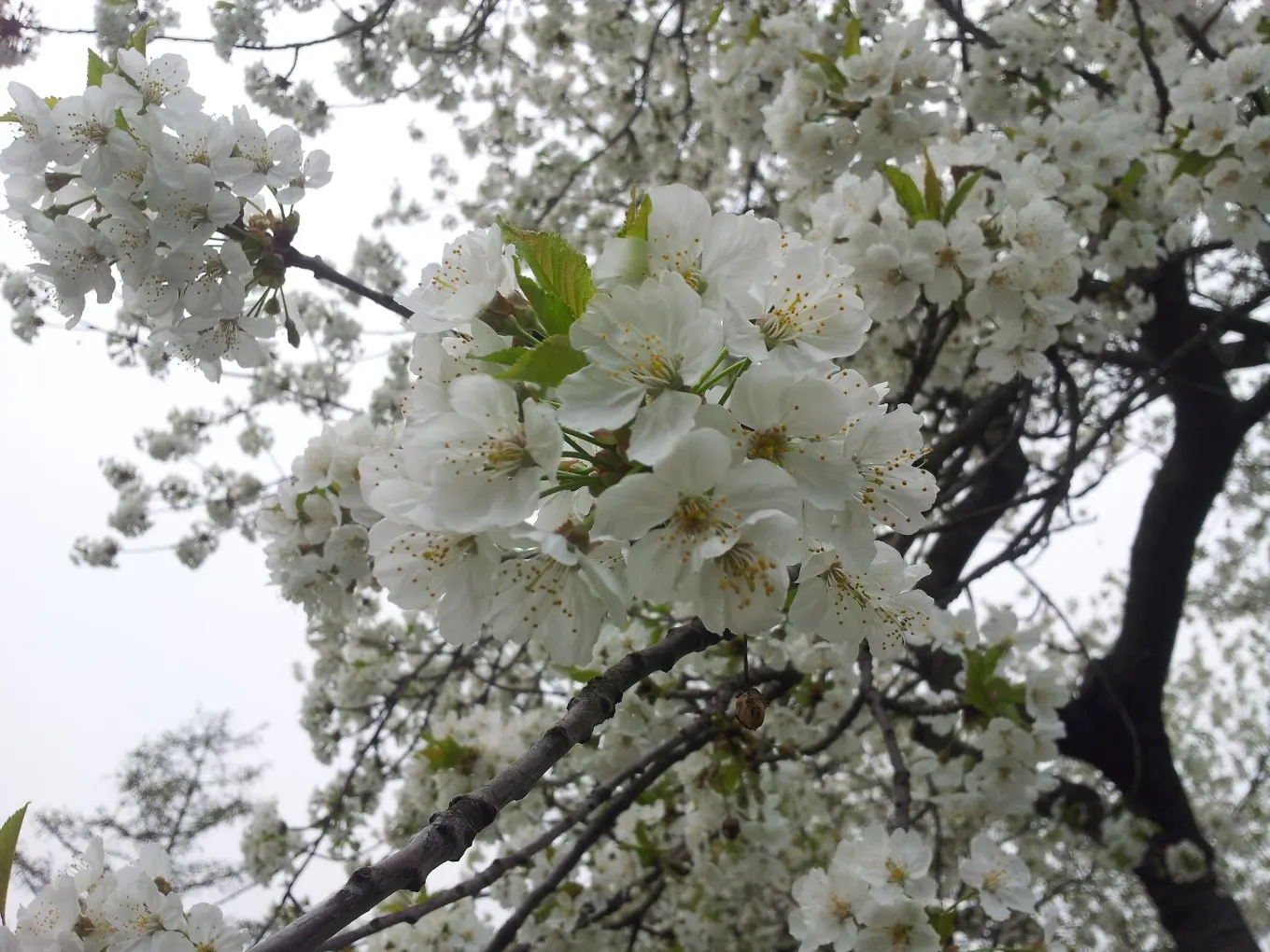 Sweet Cherry (Prunus Avium) — reddish-brown bark which is marked with horizontal lenticels; unfiltered sunlight daily