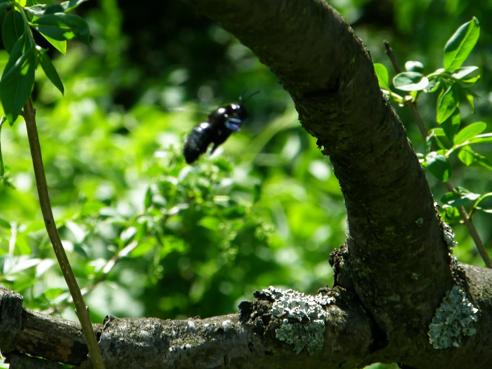 Sweet Cherry (Prunus Avium) — bear in mind its mature size and potential for fruit drop; which not only add a profusion of color but also beckon, image 84