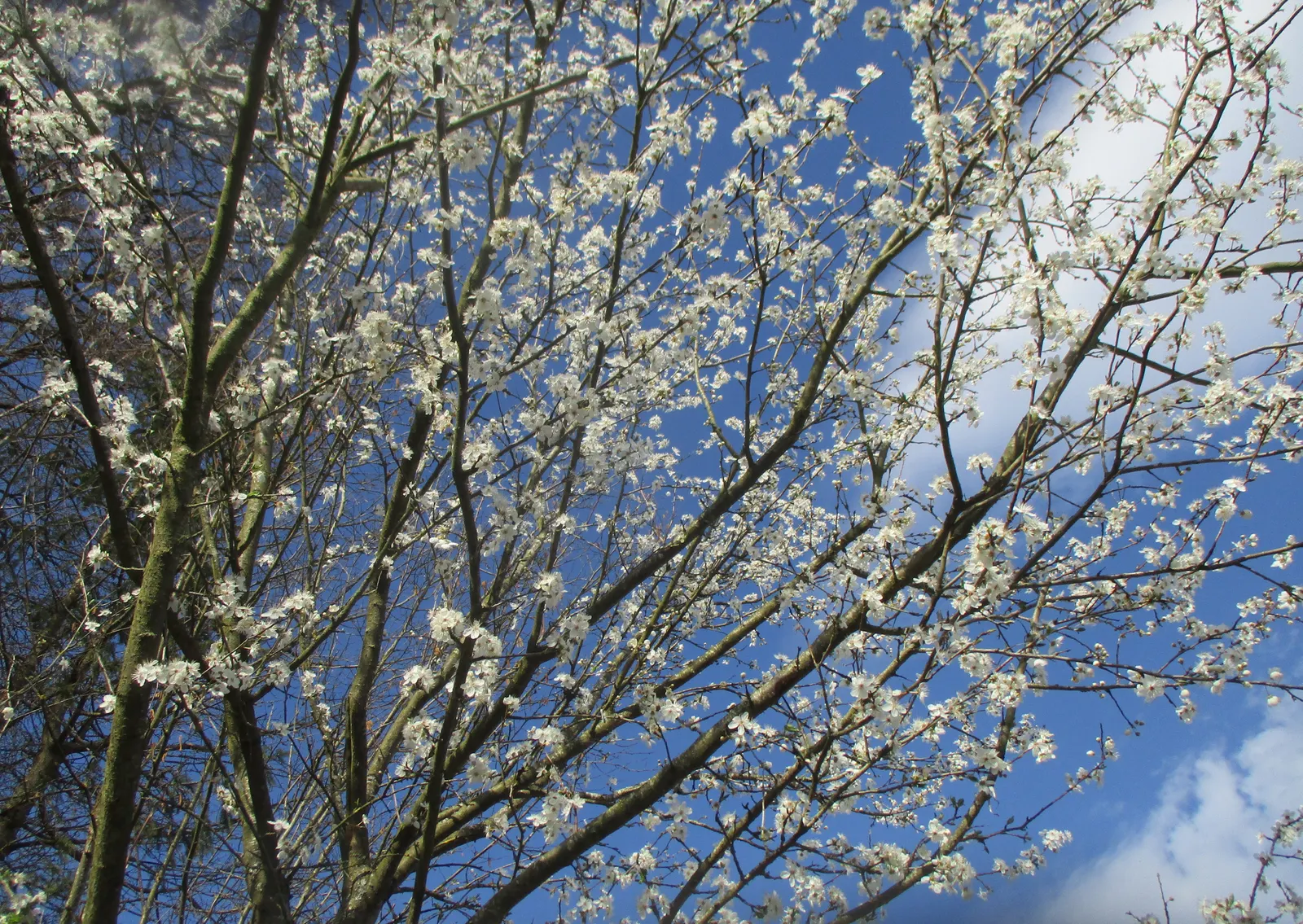 Sweet Cherry (Prunus Avium) — reddish-brown bark which is marked with horizontal lenticels; unfiltered sunlight daily, image 72