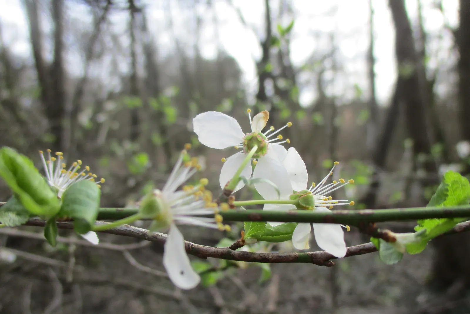 Sweet Cherry (Prunus Avium) — Features glossy green leaves and smooth bark, making it an attractive ornamental; reaching heights of 15 to 30 feet, image 65