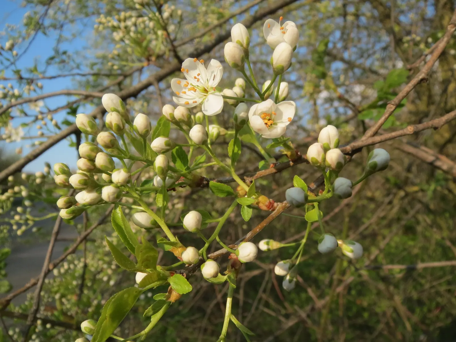 Sweet Cherry (Prunus Avium) — Regular pruning will encourage a strong structure and enhance fruit production; tree with white blooms, image 86