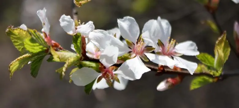 Sweet Cherry (Prunus Avium) — depending on local climate conditions; regular pruning will encourage a strong structure and enhance fruit production