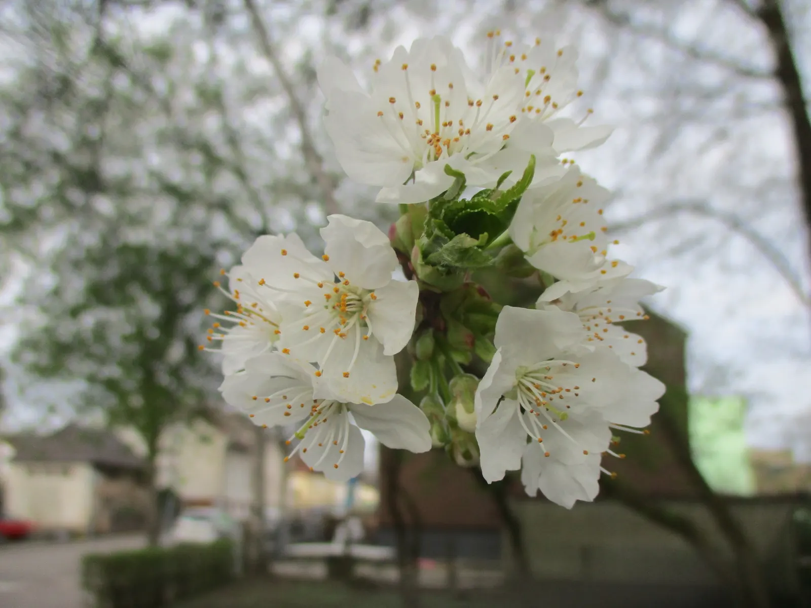 Sweet Cherry (Prunus Avium) — which not only add a profusion of color but also beckon pollinators to the garden; reddish-brown bark which is marked, image 75