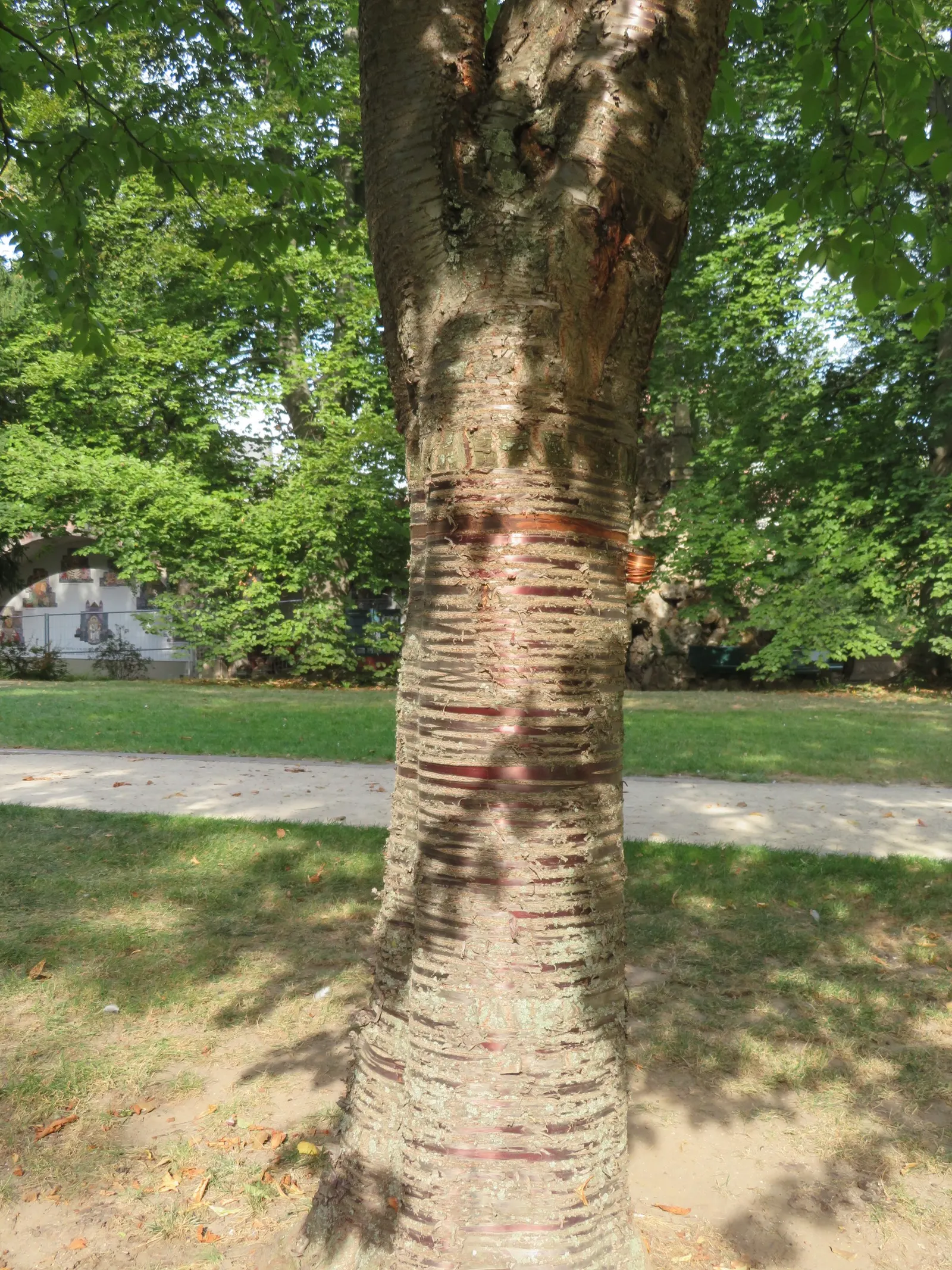 Sweet Cherry (Prunus Avium) — with a 15 to 25-foot spread
