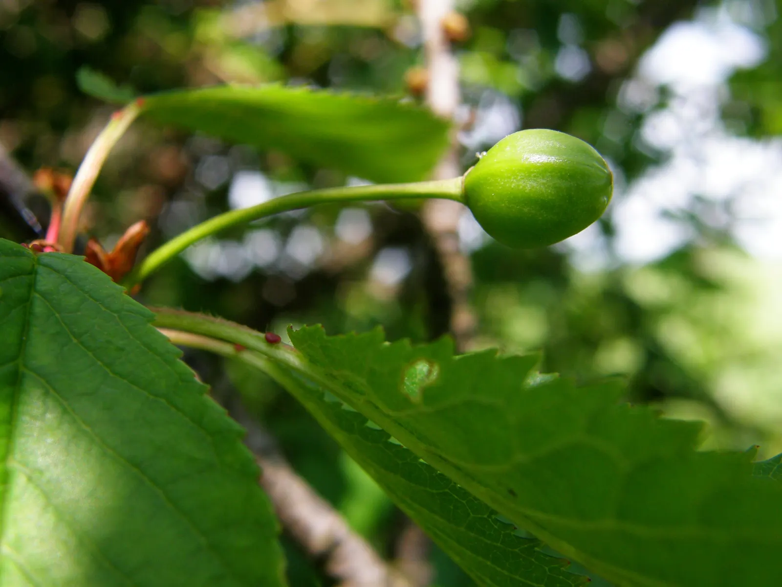 Sweet Cherry (Prunus Avium) — unfiltered sunlight daily; bear in mind its mature size and potential for fruit drop, image 81