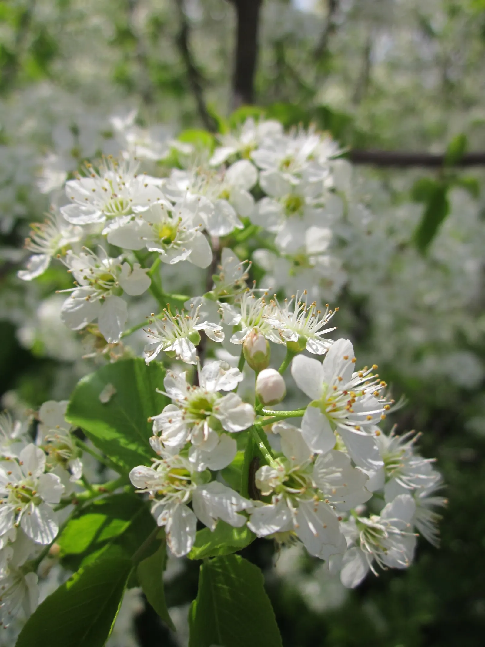 Sweet Cherry (Prunus Avium) — the Sweet Cherry is covered in clusters of white blossoms