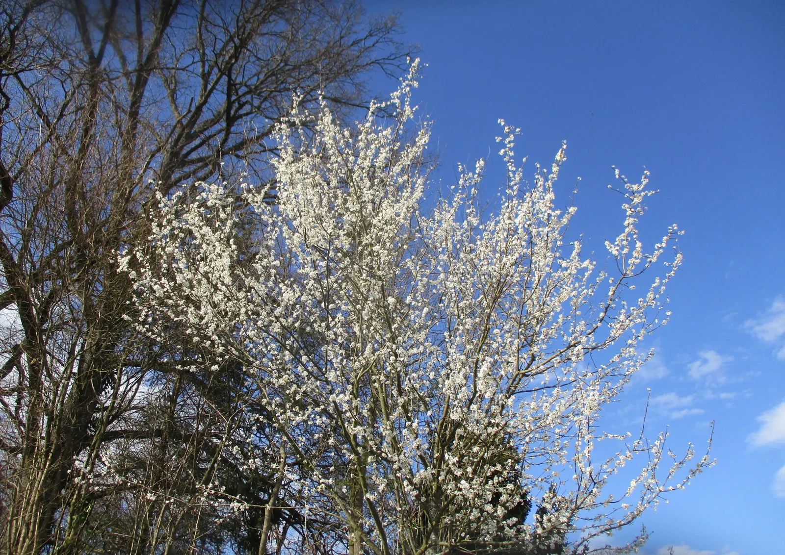 Sweet Cherry (Prunus Avium) — with a 15 to 25-foot spread; prunus avium prefers well-drained