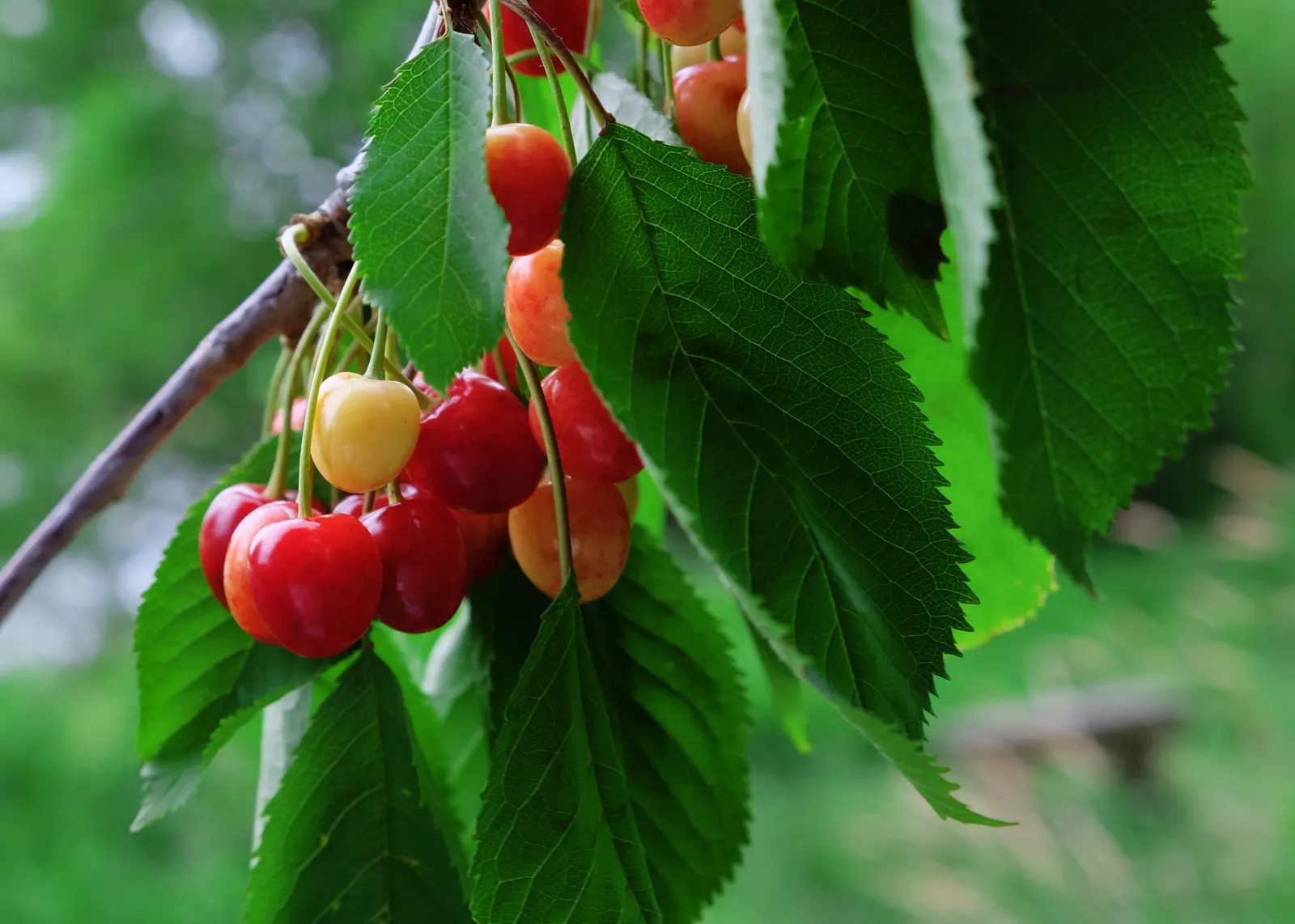 Sweet Cherry (Prunus Avium) — tree with white blooms; which is at least 6 hours of direct, image 119