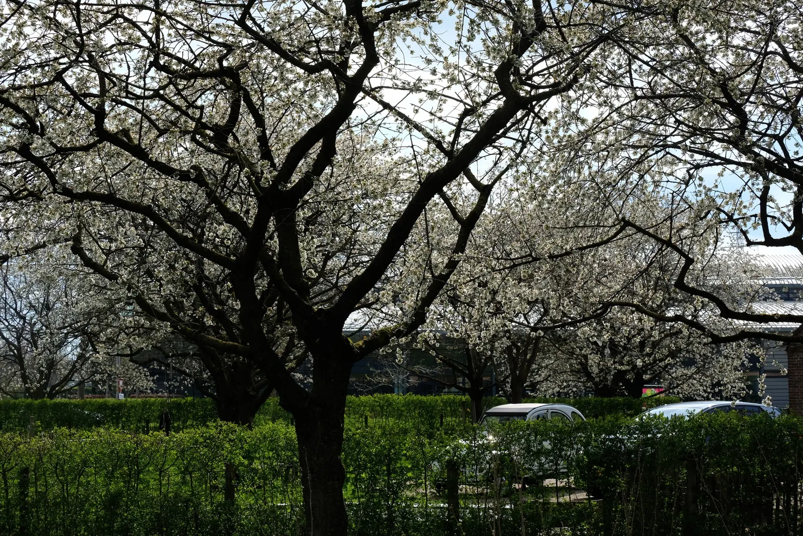 Sweet Cherry (Prunus Avium) — Ideal for zones 5 to 7, it requires regular watering and occasional pruning to maintain health and shape; mature, image 126