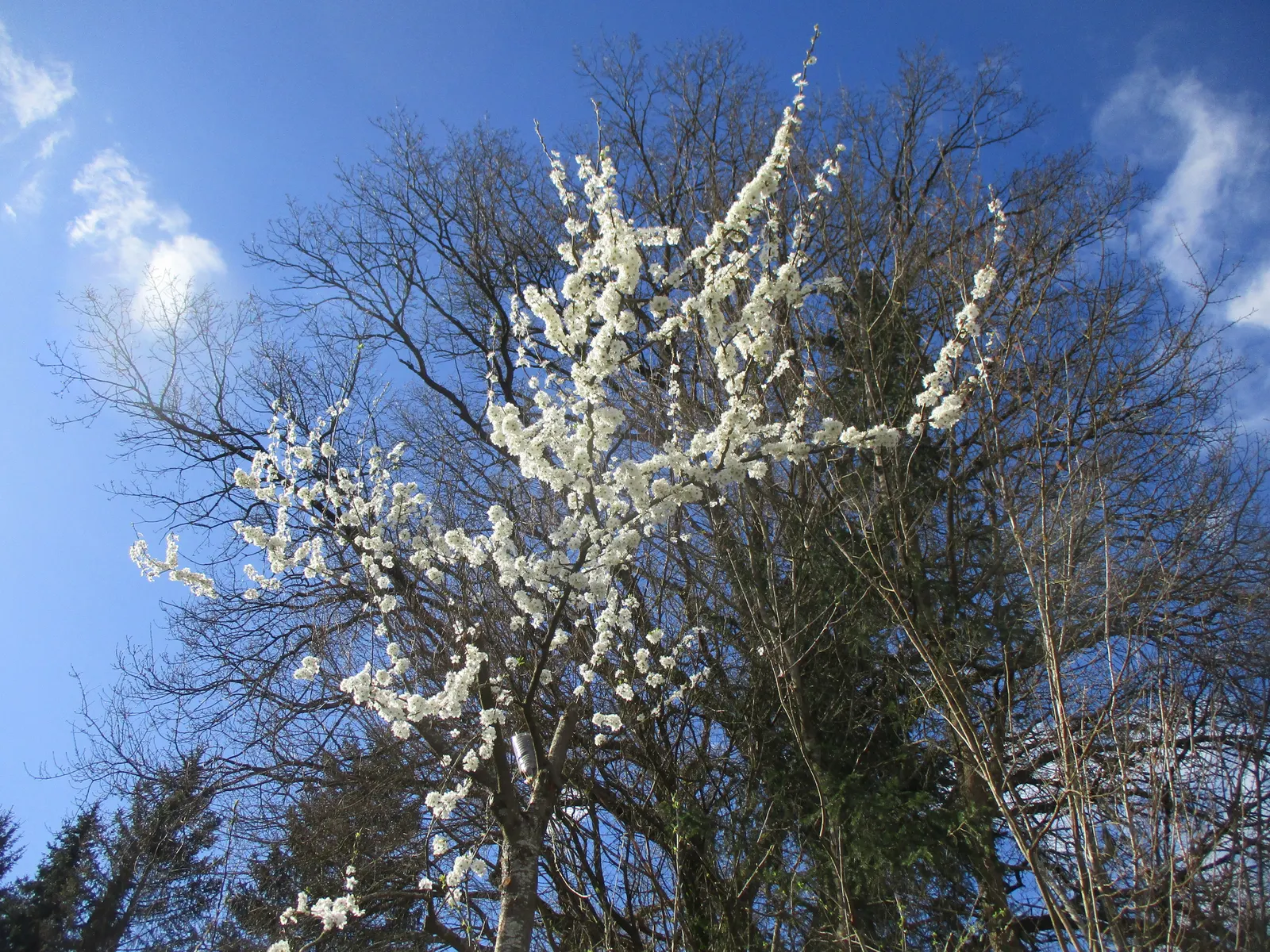 Sweet Cherry (Prunus Avium) — ensuring that the Sweet Cherry remains a centerpiece in the garden for years to come; ideal for zones 5 to 7, it, image 87