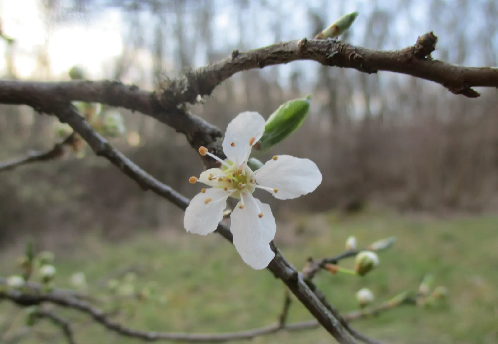 Sweet Cherry (Prunus Avium) — the Sweet Cherry is covered in clusters of white blossoms; features glossy green leaves and smooth bark, making it an, image 104