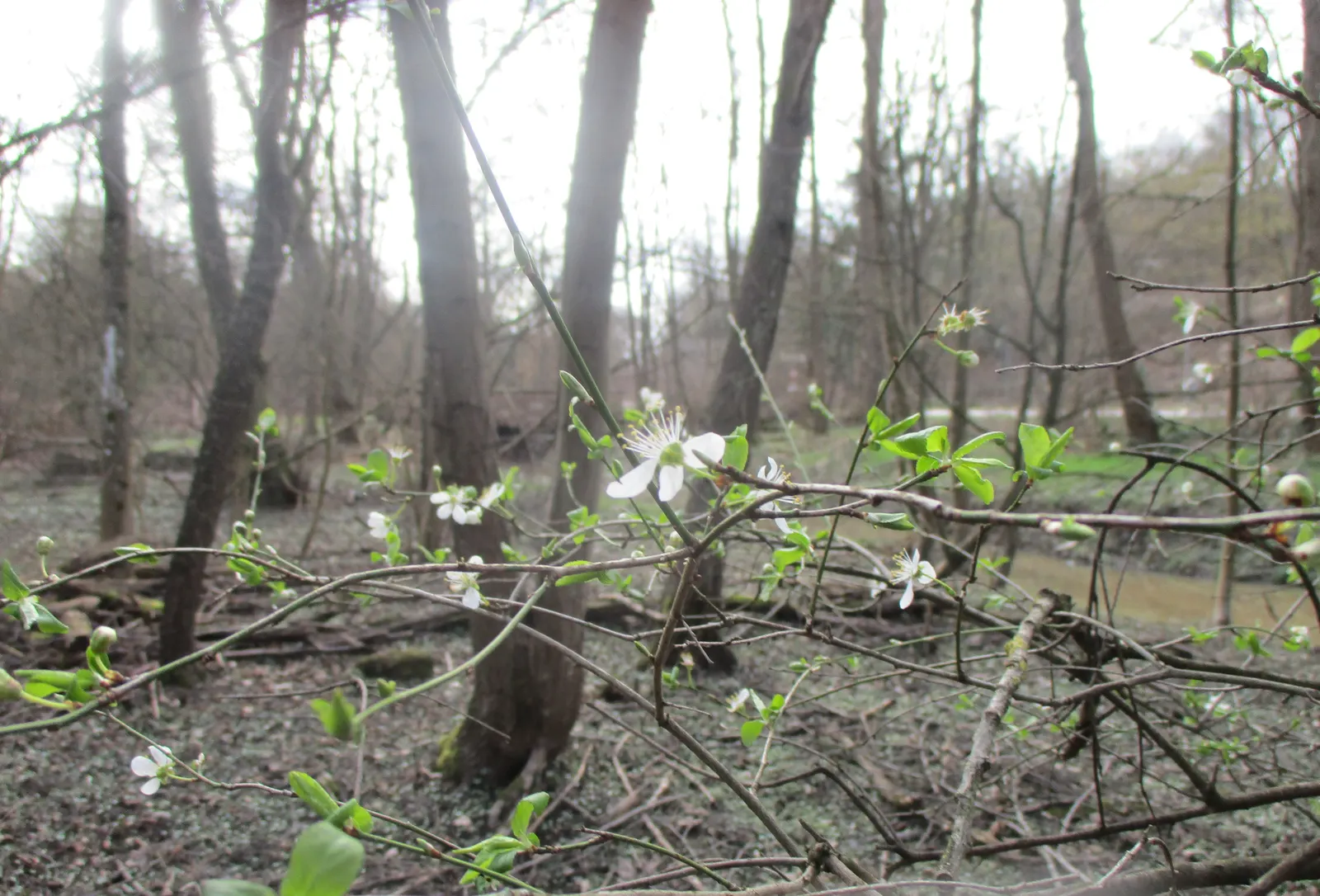 Sweet Cherry (Prunus Avium) — Mature specimens can reach heights between 20 to 30 feet with an almost equal spread; tree for full, image 129