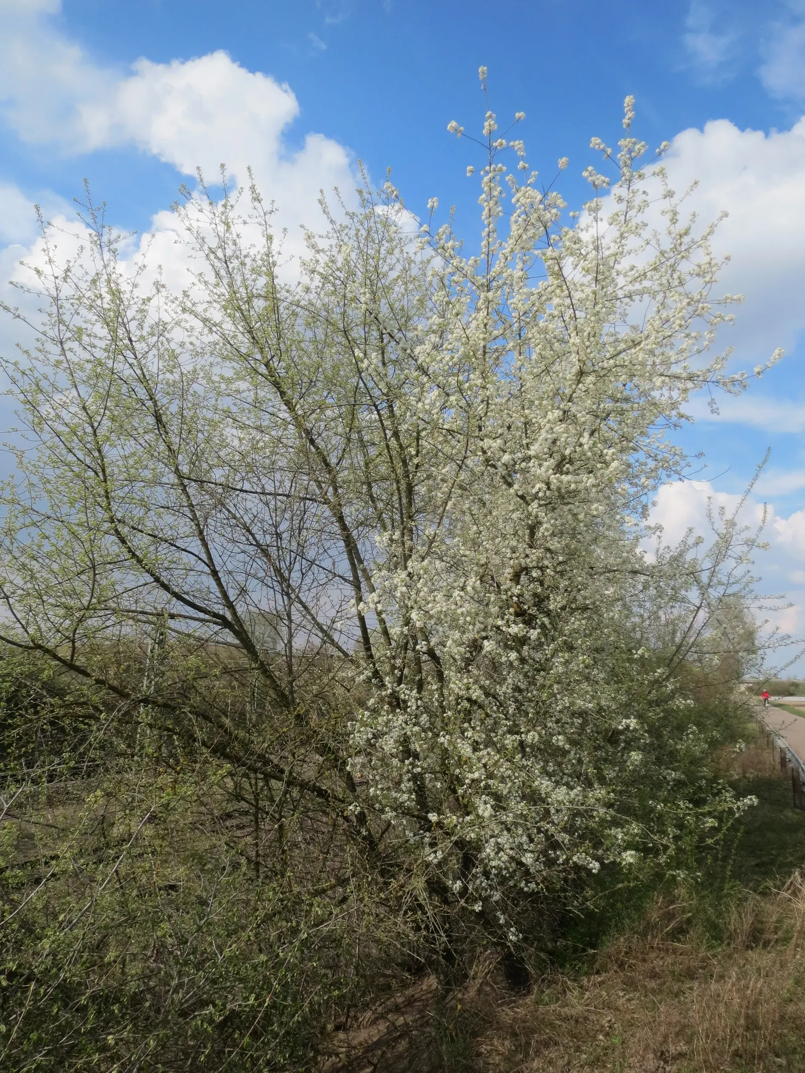 Sweet Cherry (Prunus Avium) — When planning a landscape; is a deciduous tree that brings a beautiful and fruitful addition to any landscape