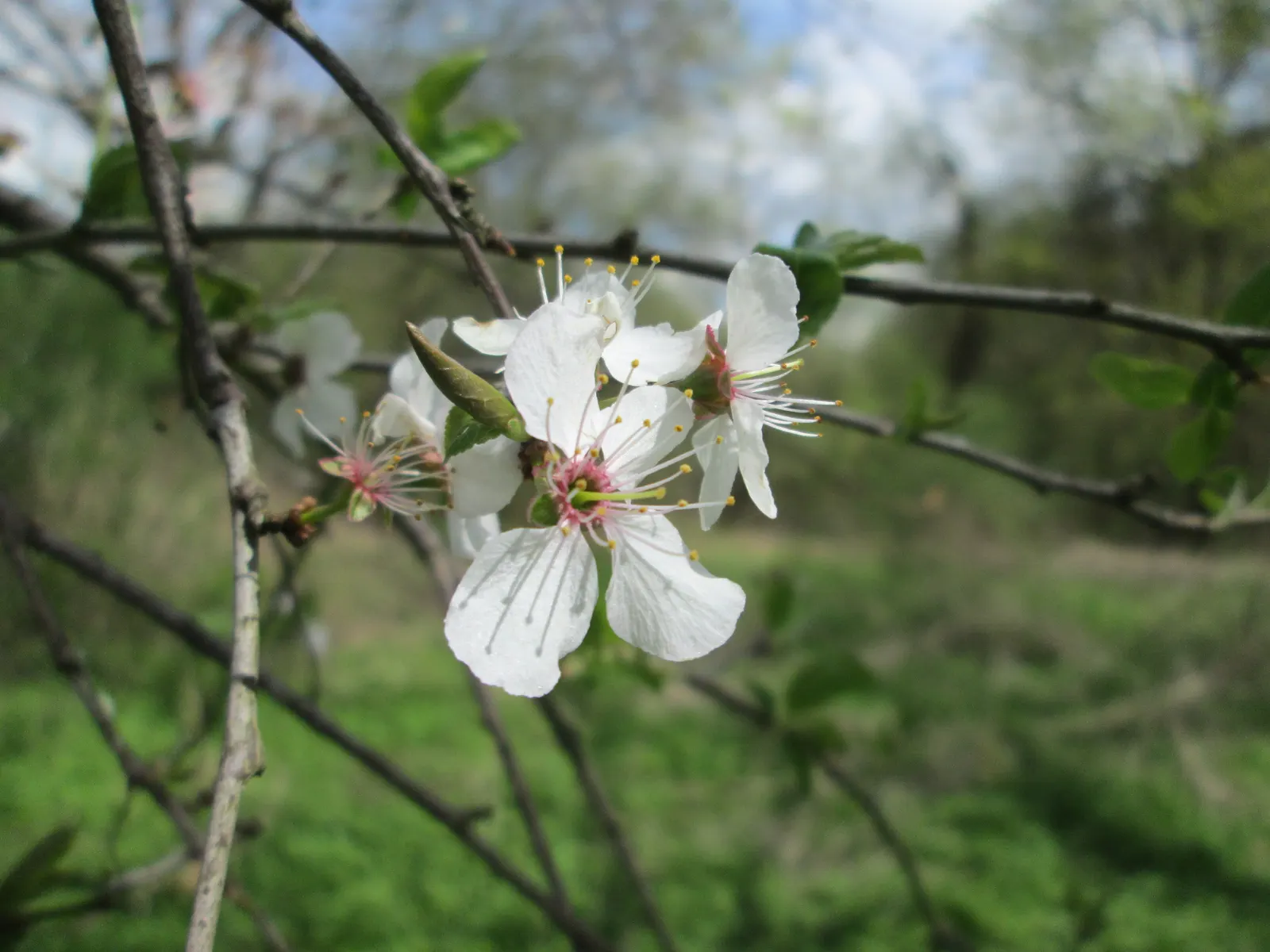 Sweet Cherry (Prunus Avium) — loamy soil and a location that receives full sun; creating a canopy of lush foliage that provides dappled shade, image 109