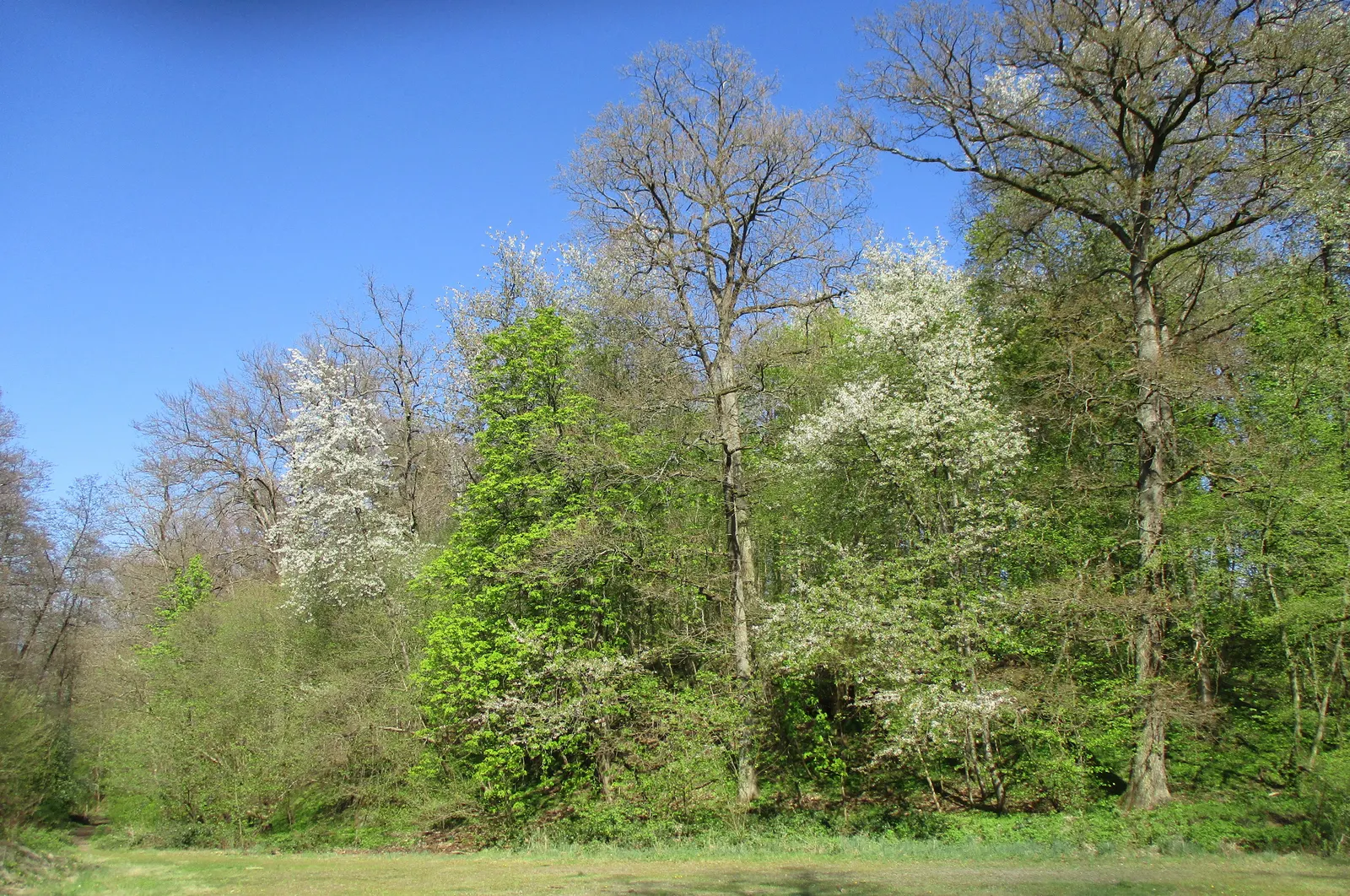 Sweet Cherry (Prunus Avium) — unfiltered sunlight daily; bear in mind its mature size and potential for fruit drop