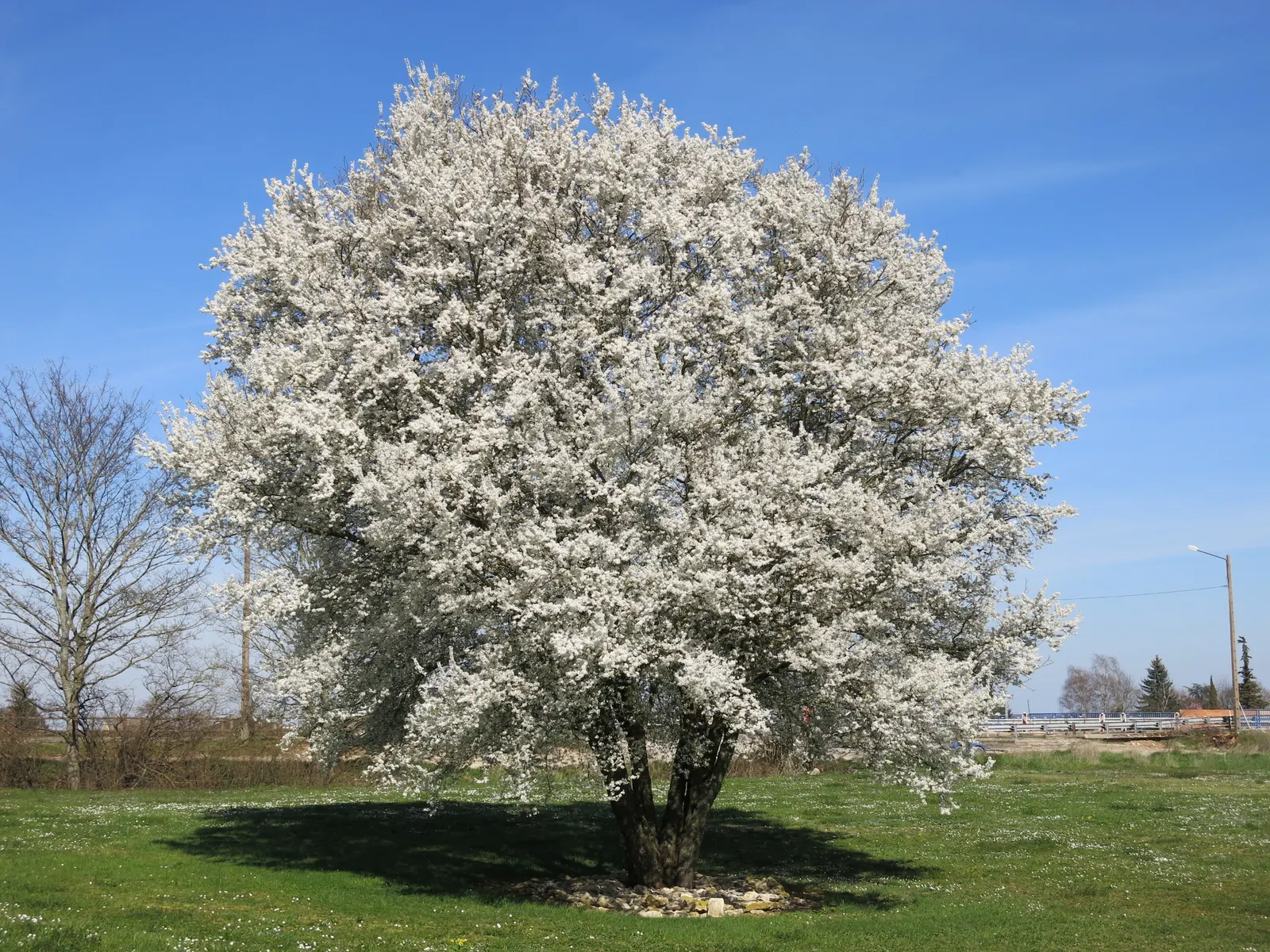 Sweet Cherry (Prunus Avium) — situating it away from walkways and entertainment areas to keep maintenance manageable; it's moderately, image 115