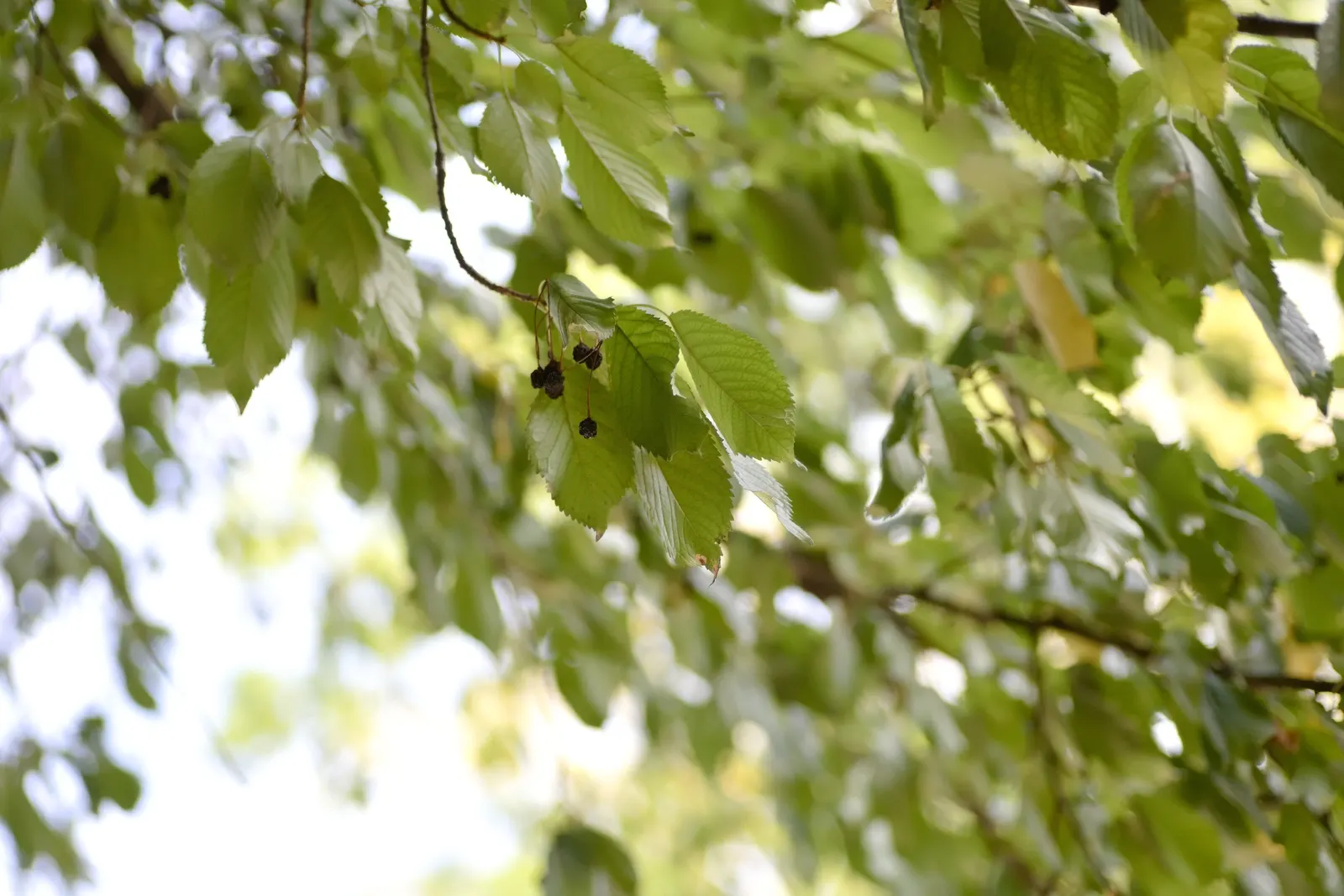 Sweet Cherry (Prunus Avium) — When planning a landscape; is a deciduous tree that brings a beautiful and fruitful addition to any landscape, image 113