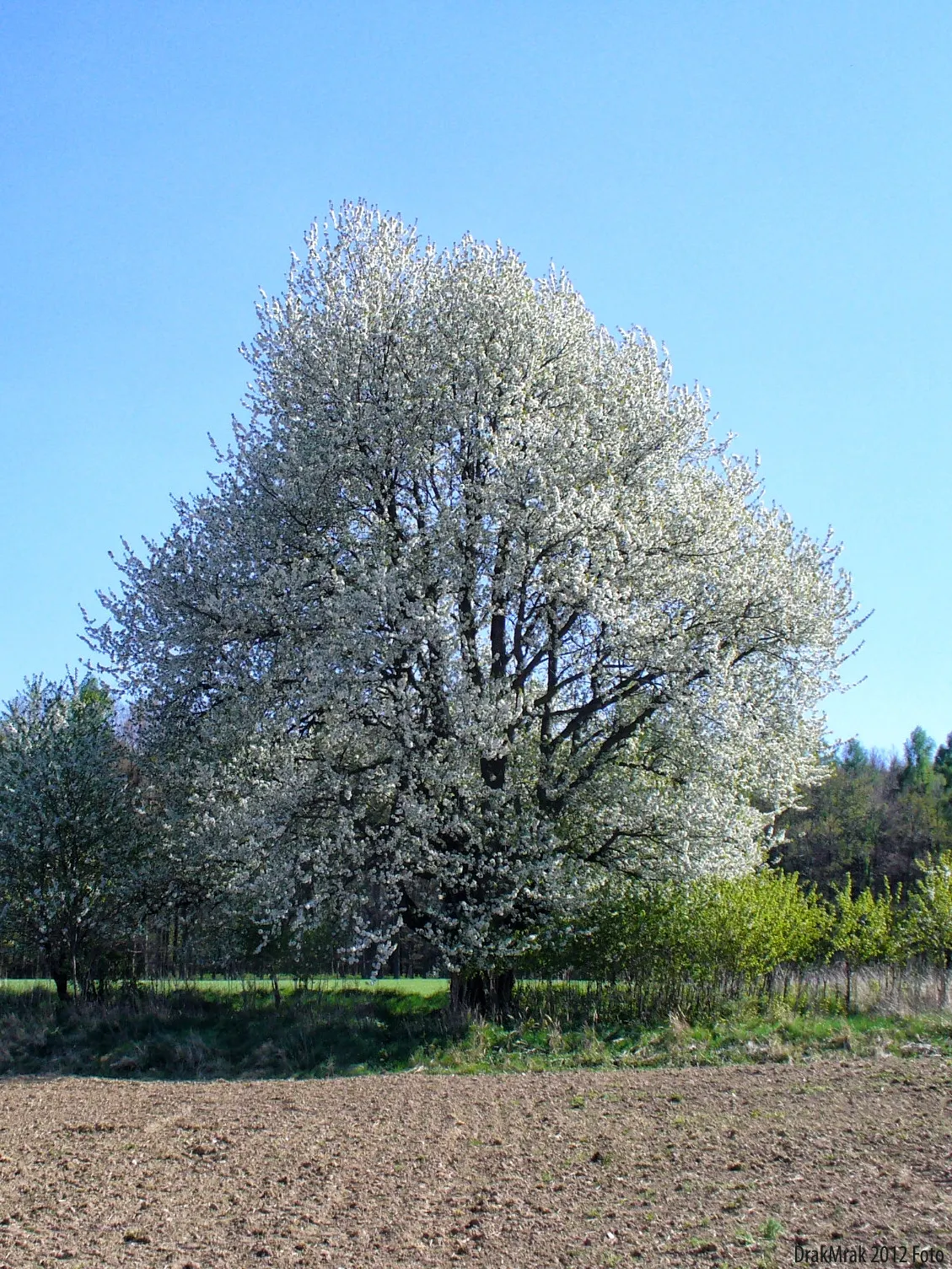 Sweet Cherry (Prunus Avium) — giving it an attractive texture year-round.<br><br>Come spring