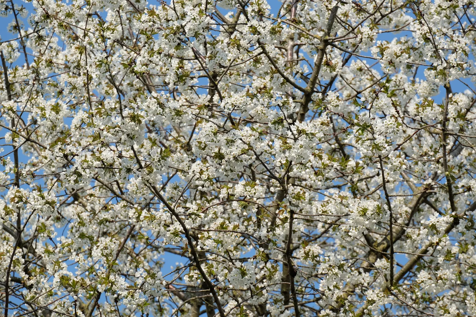 Sweet Cherry (Prunus Avium) — loamy soil and a location that receives full sun